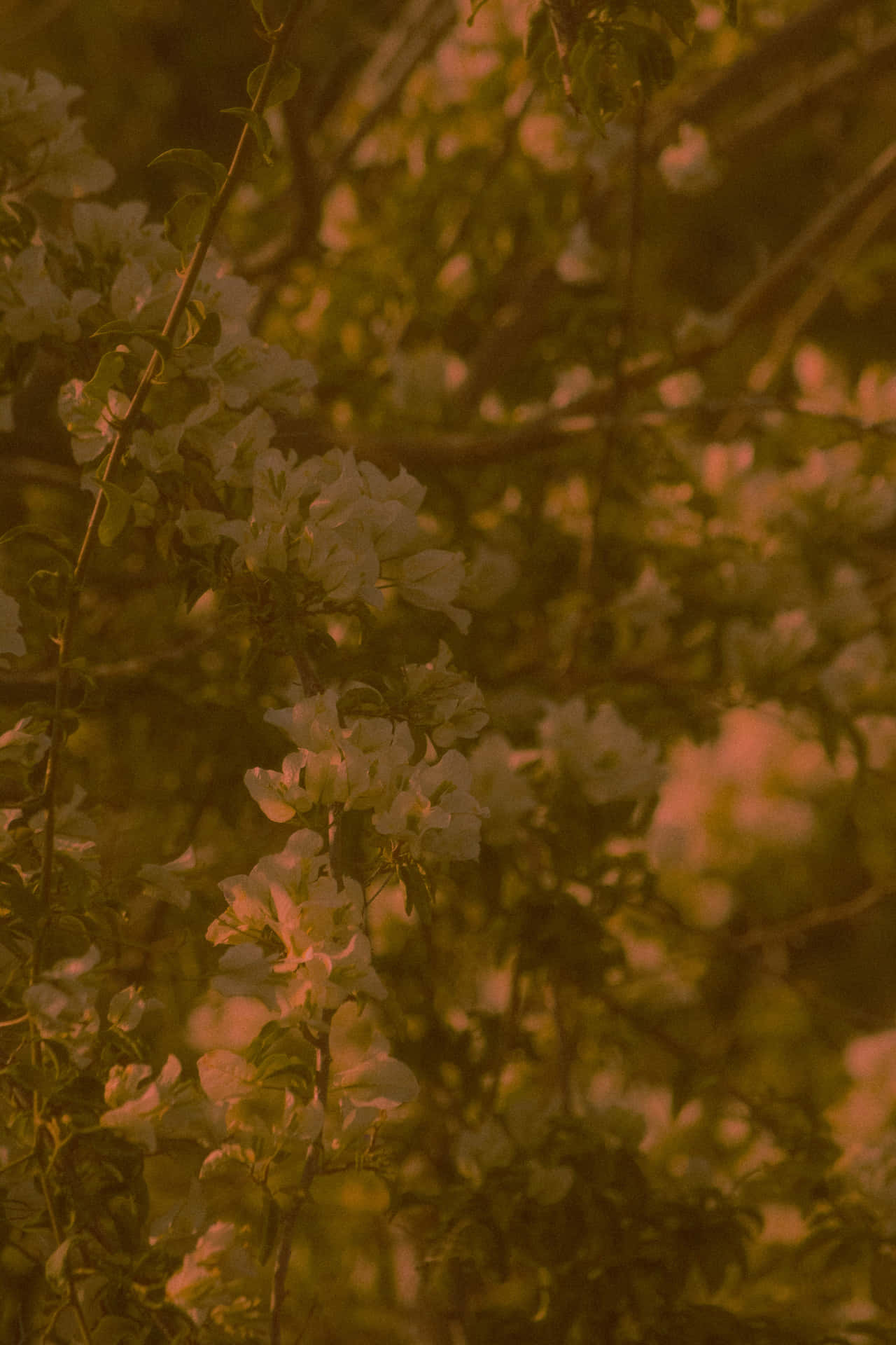 Sad Vibes Bougainvillea Background