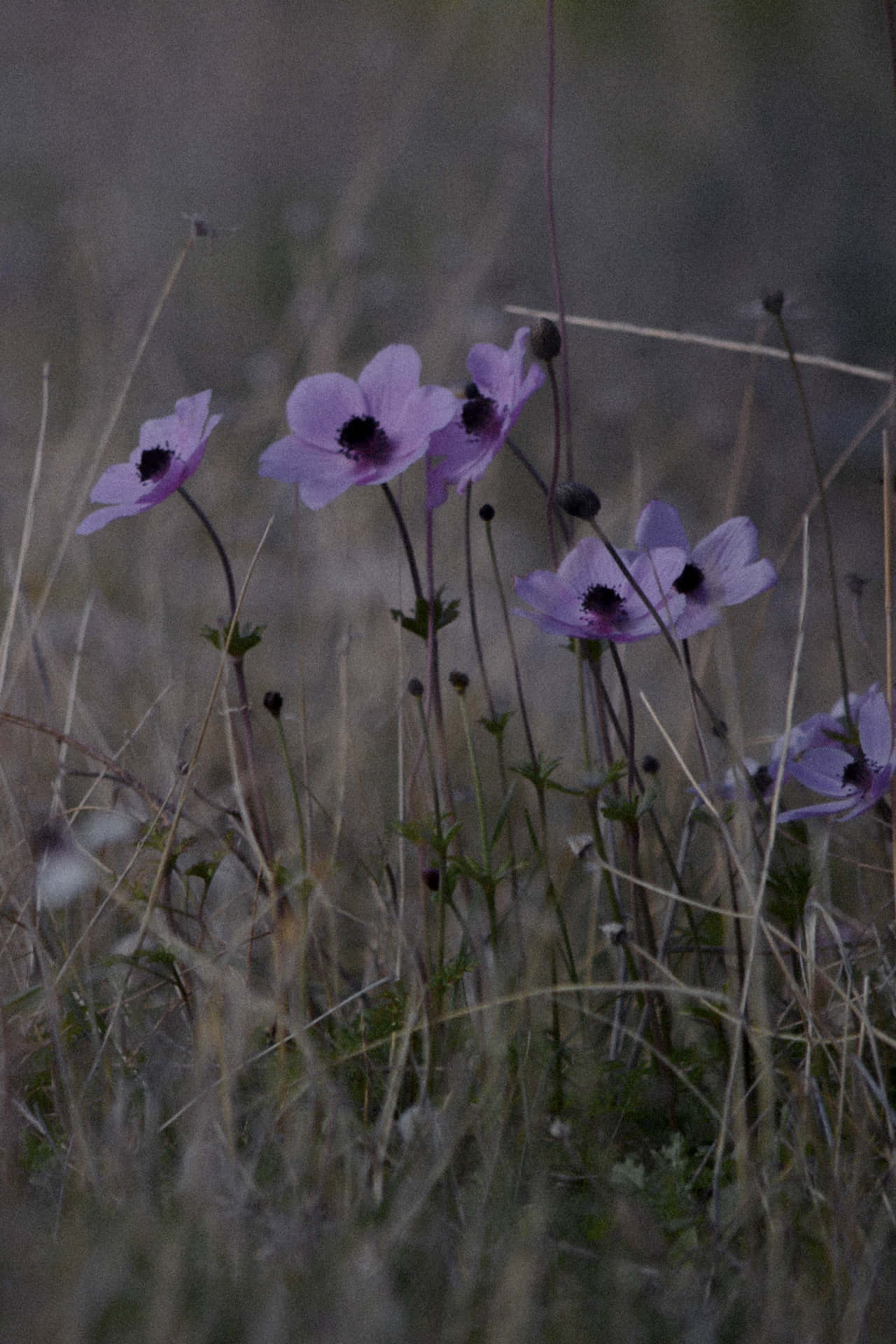 Sad Vibes Purple Flowers Background