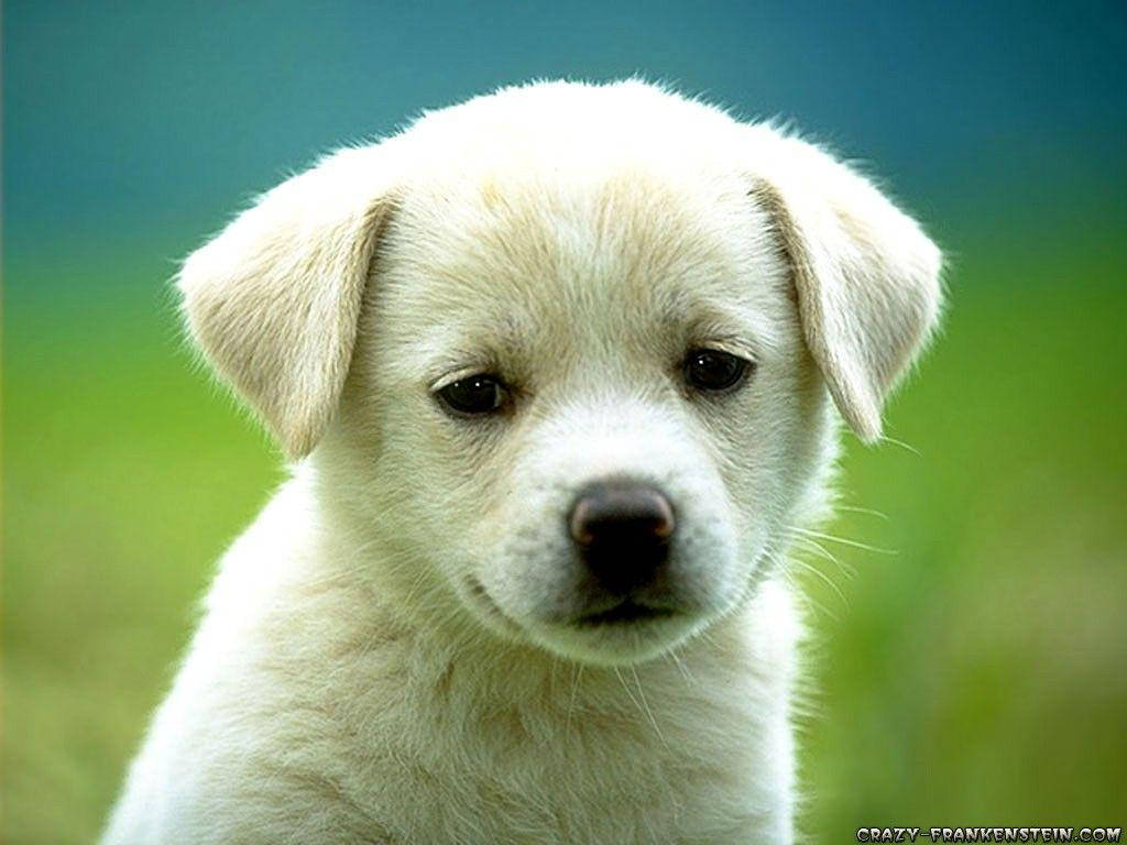 Sad White Cute Puppy Background