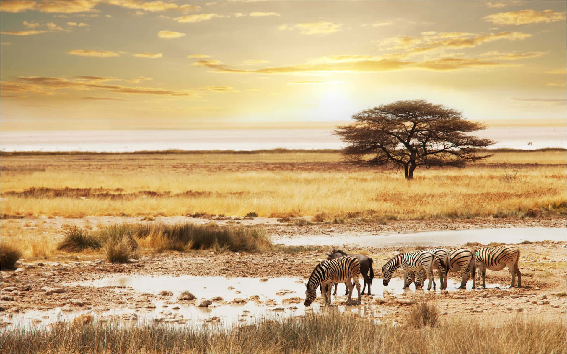 Safari Sunset Zebras Watering Hole Background
