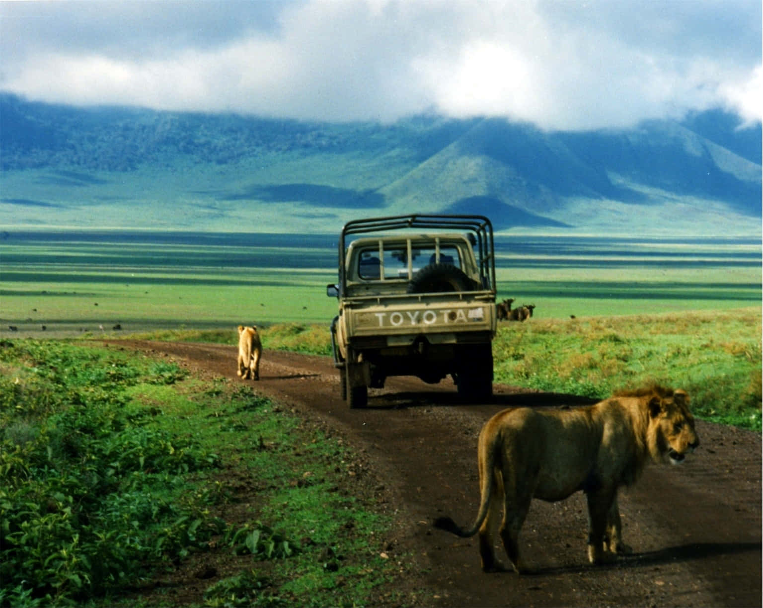 Safari Vehicle And Lion Ngorongoro Crater Northern Tanzania Background