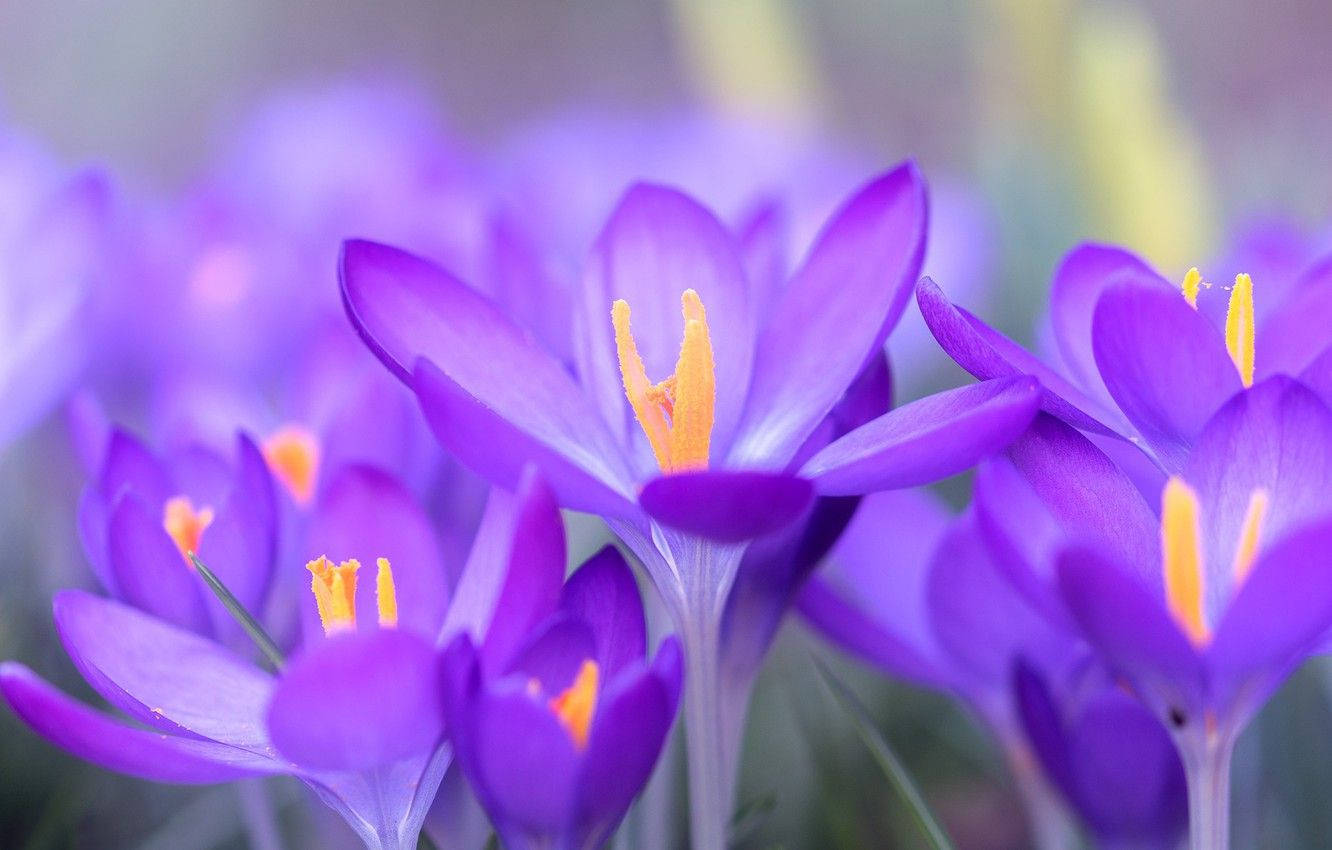 Saffron Crocus Aesthetic Background