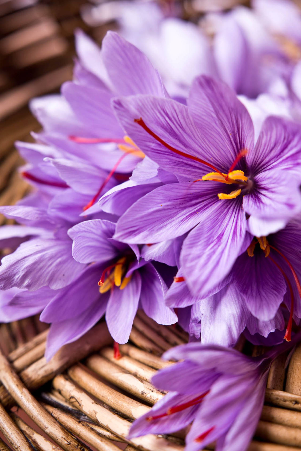 Saffron Crocus Aesthetic Portrait Photography Background