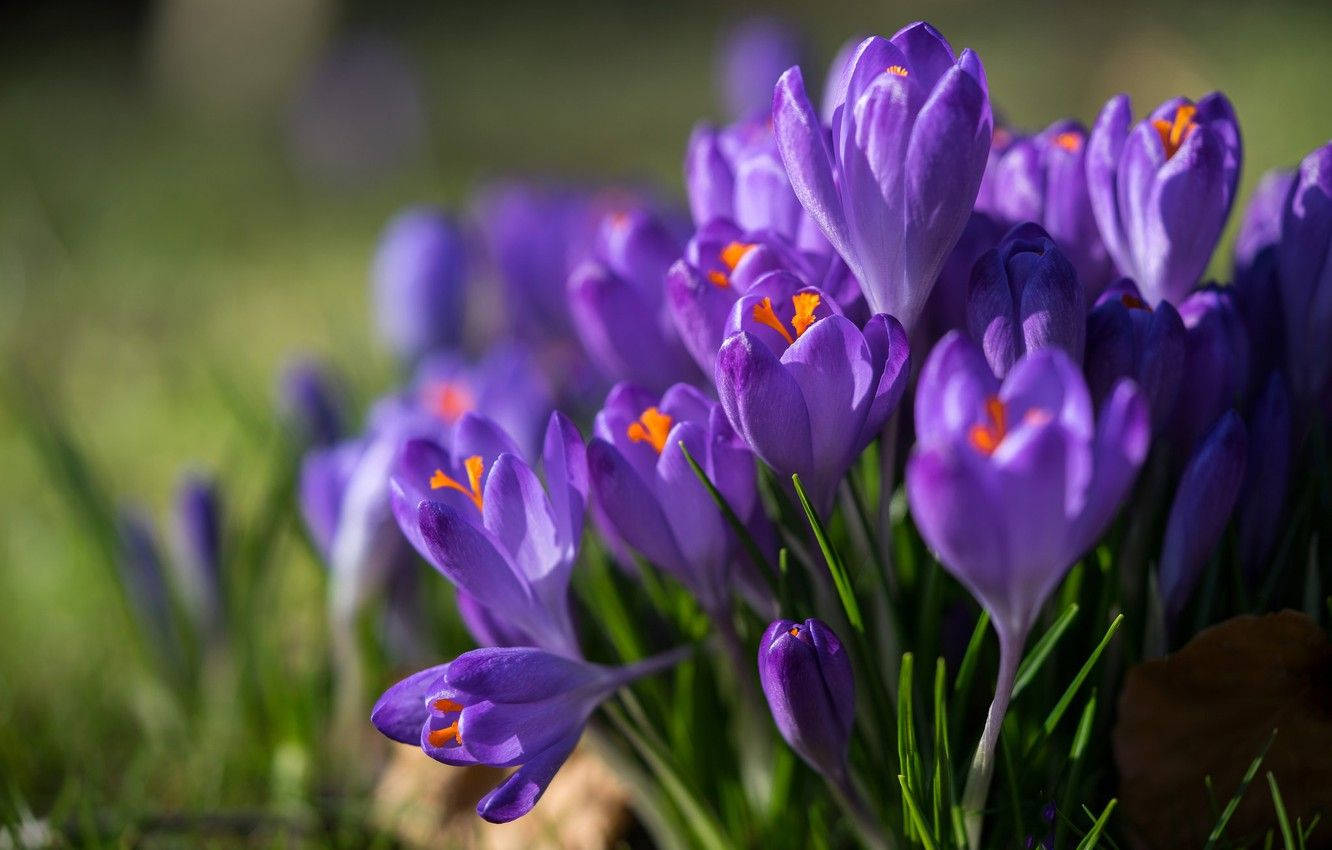 Saffron Crocus At Night Background