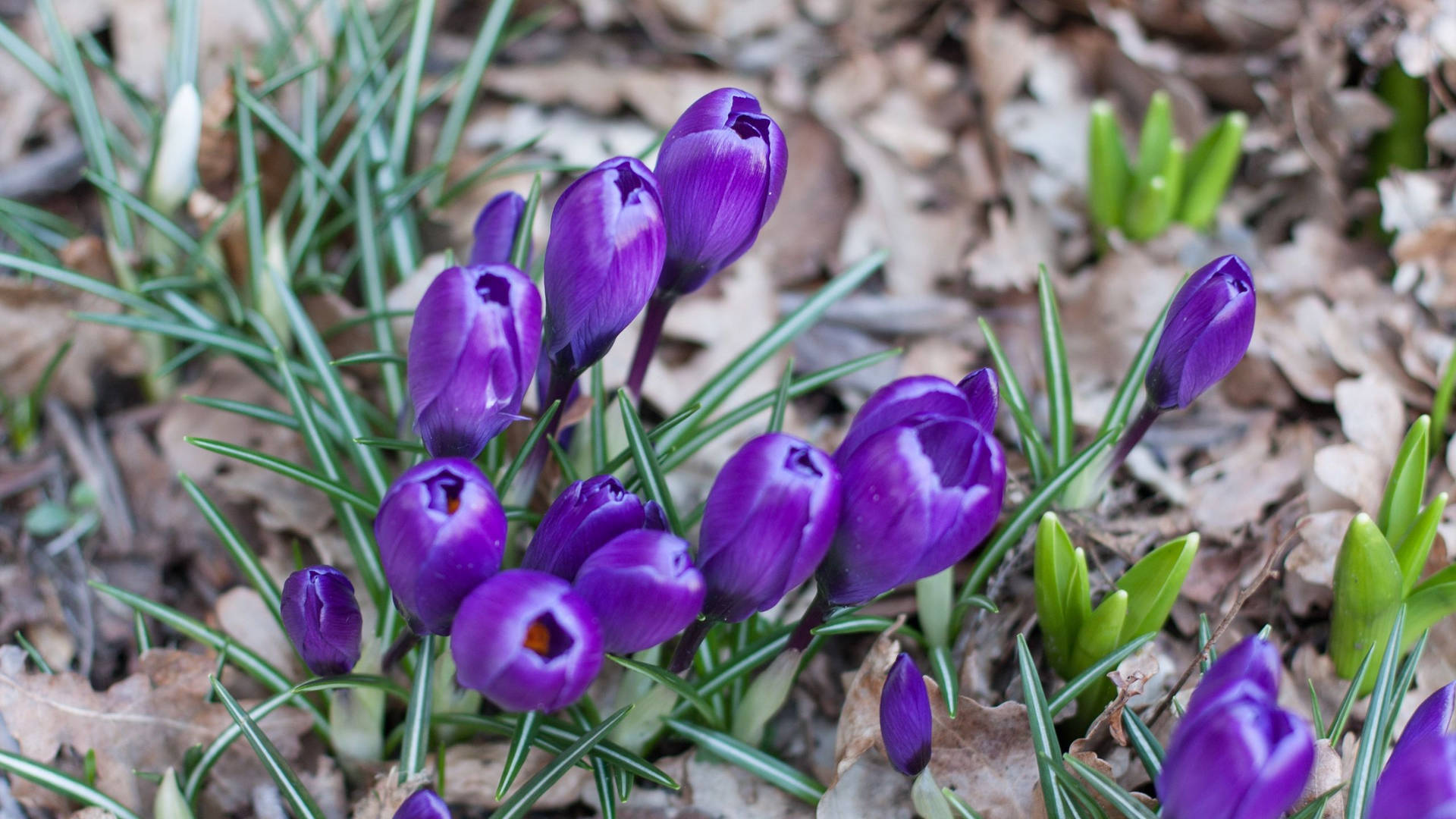 Saffron Crocus Bulbs In Daylight Background