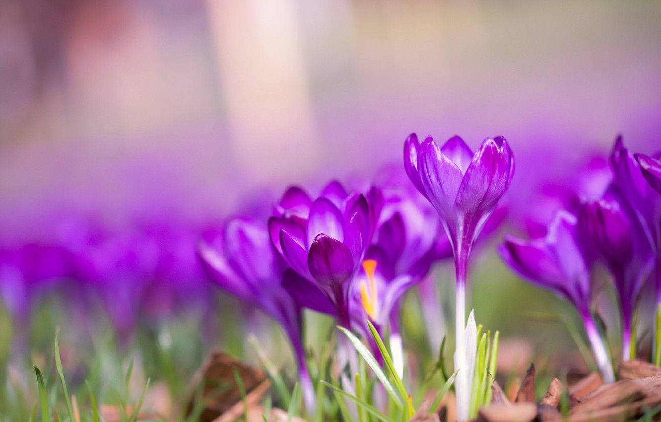 Saffron Crocus Field Background