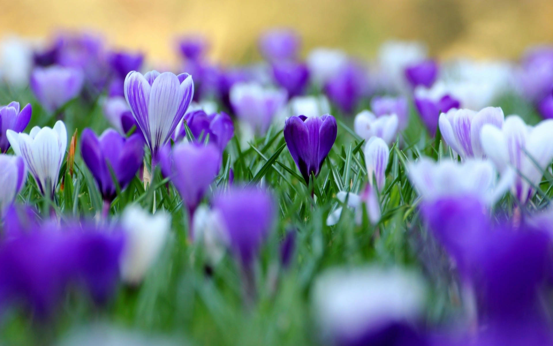 Saffron Crocus Flower In A Field Background