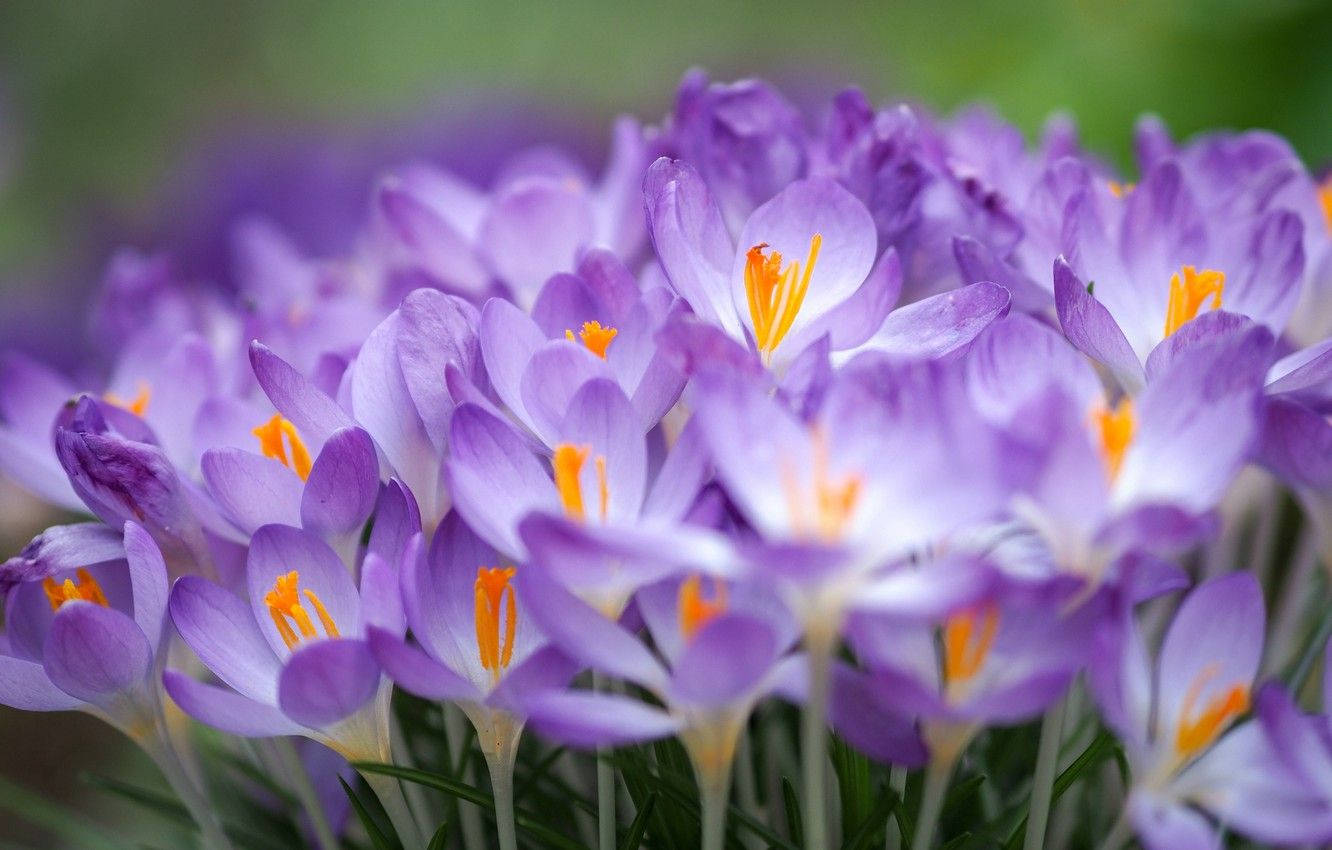 Saffron Crocus Growing In Bundles