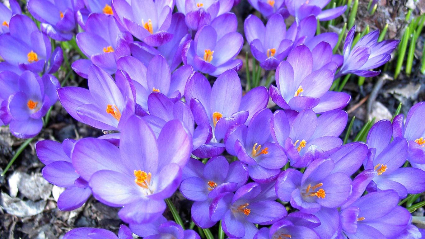 Saffron Crocus Growing Out In The Wilds Background