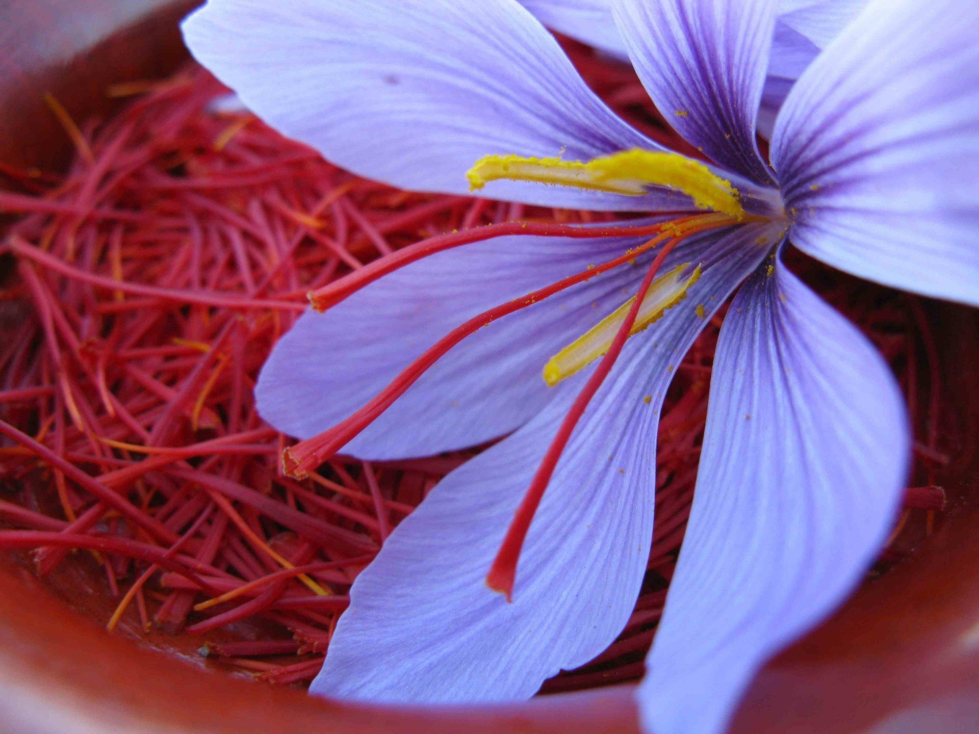 Saffron Crocus In Crimson And Lilac Background