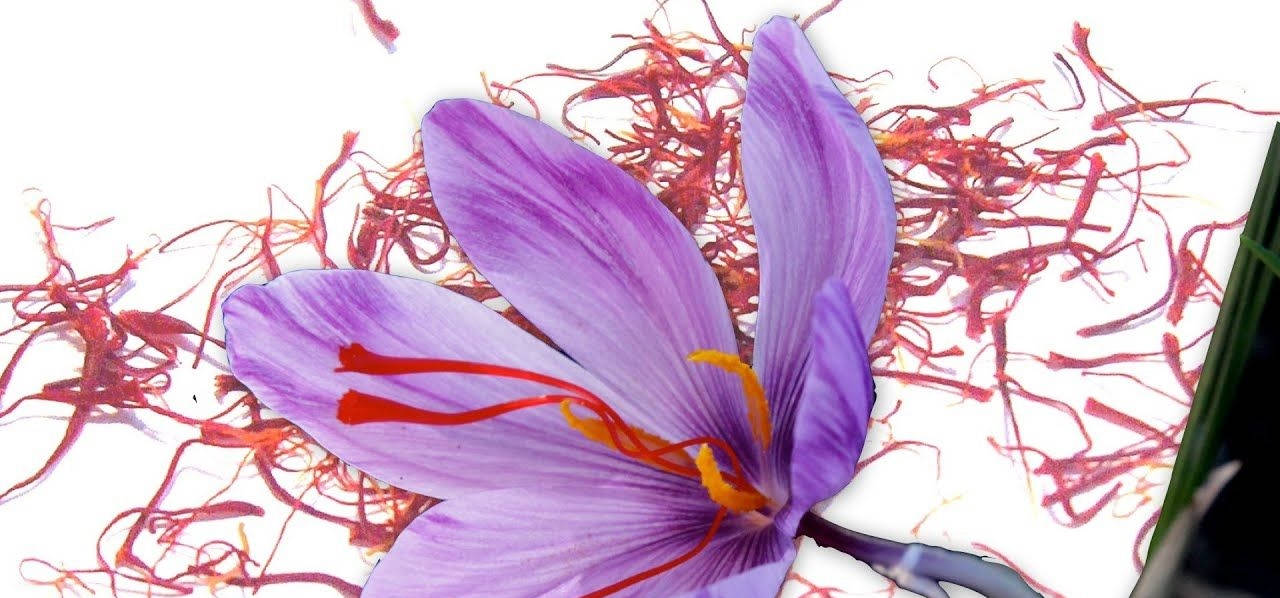 Saffron Crocus On A Printed Surface Background