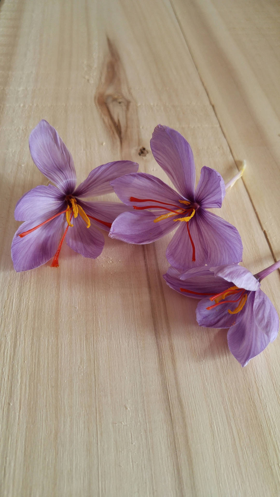 Saffron Crocus On Wood Background