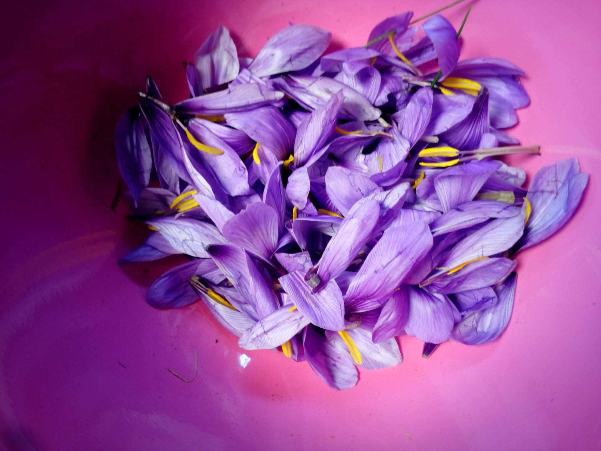 Saffron Crocus Petals Background