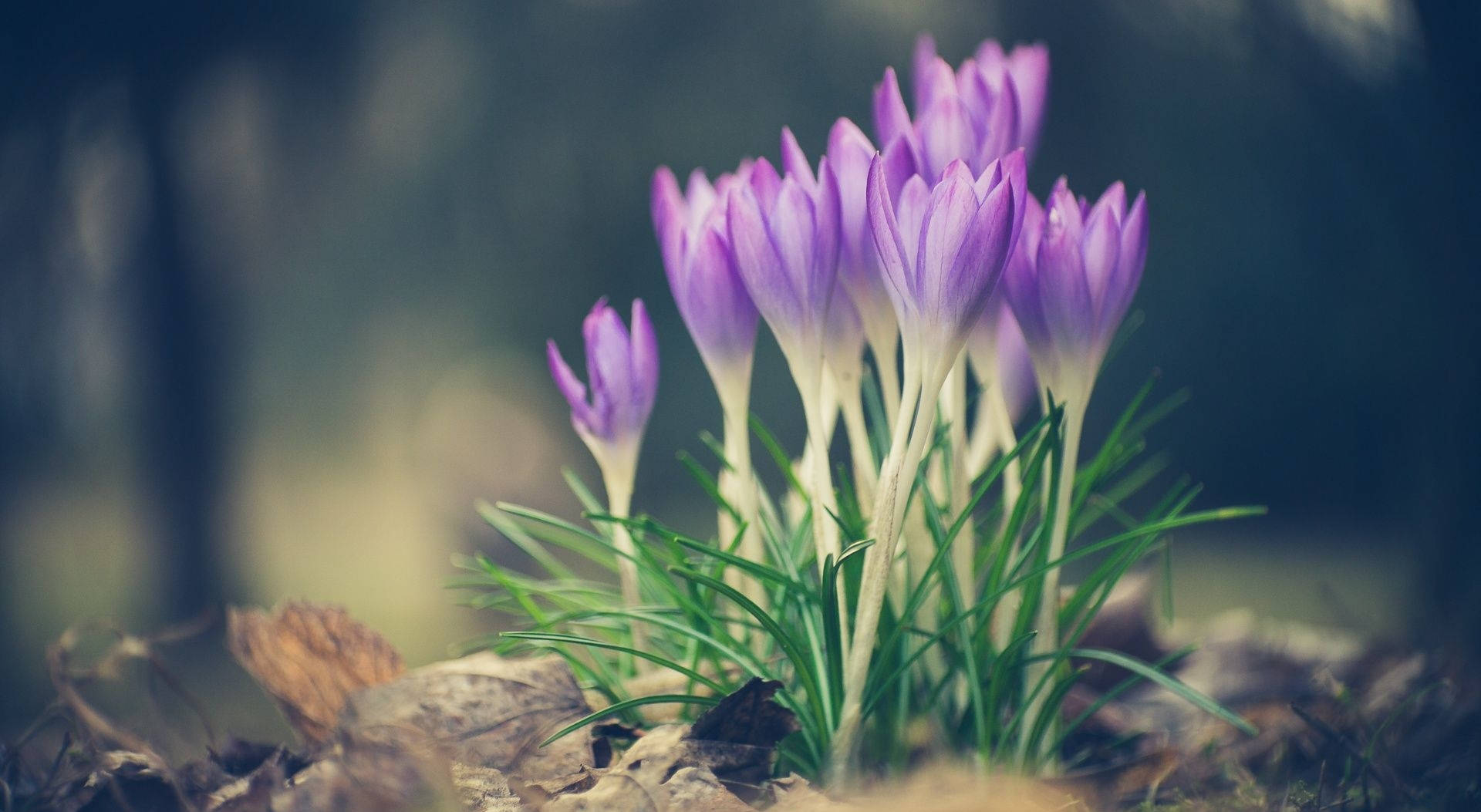 Saffron Crocus Planted Near Rocks