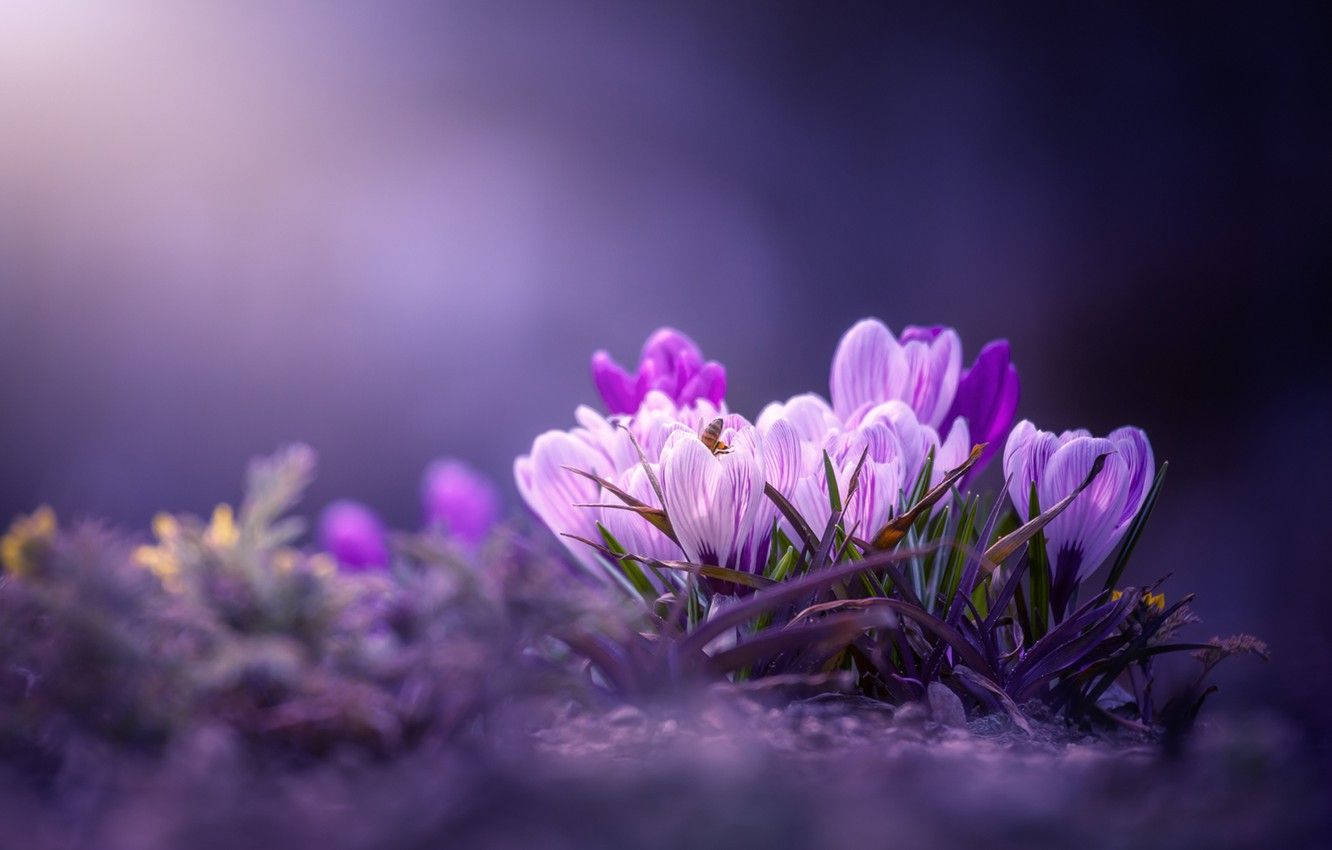 Saffron Crocus Purple Aesthetic Background