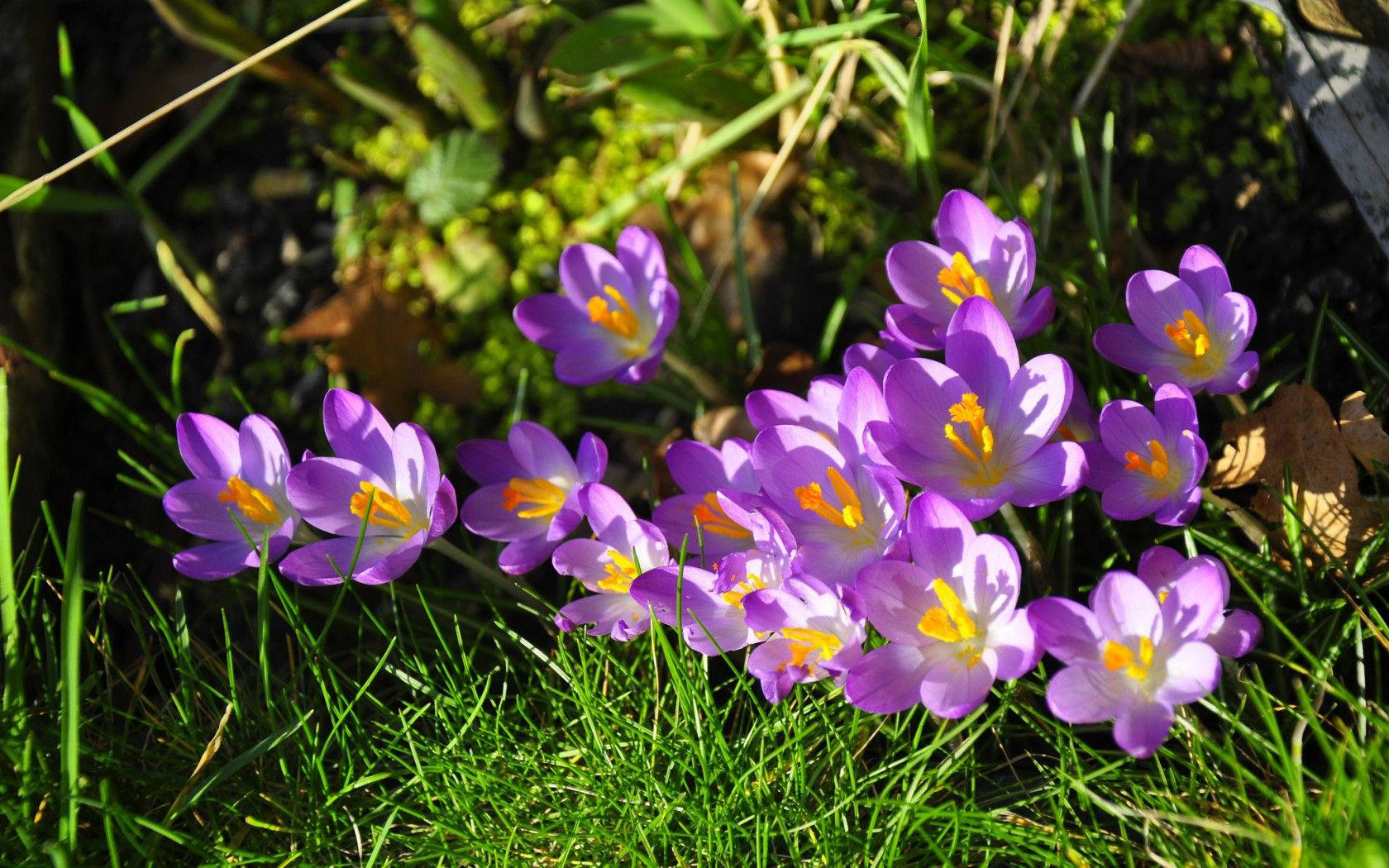 Saffron Crocus Under The Sun Background