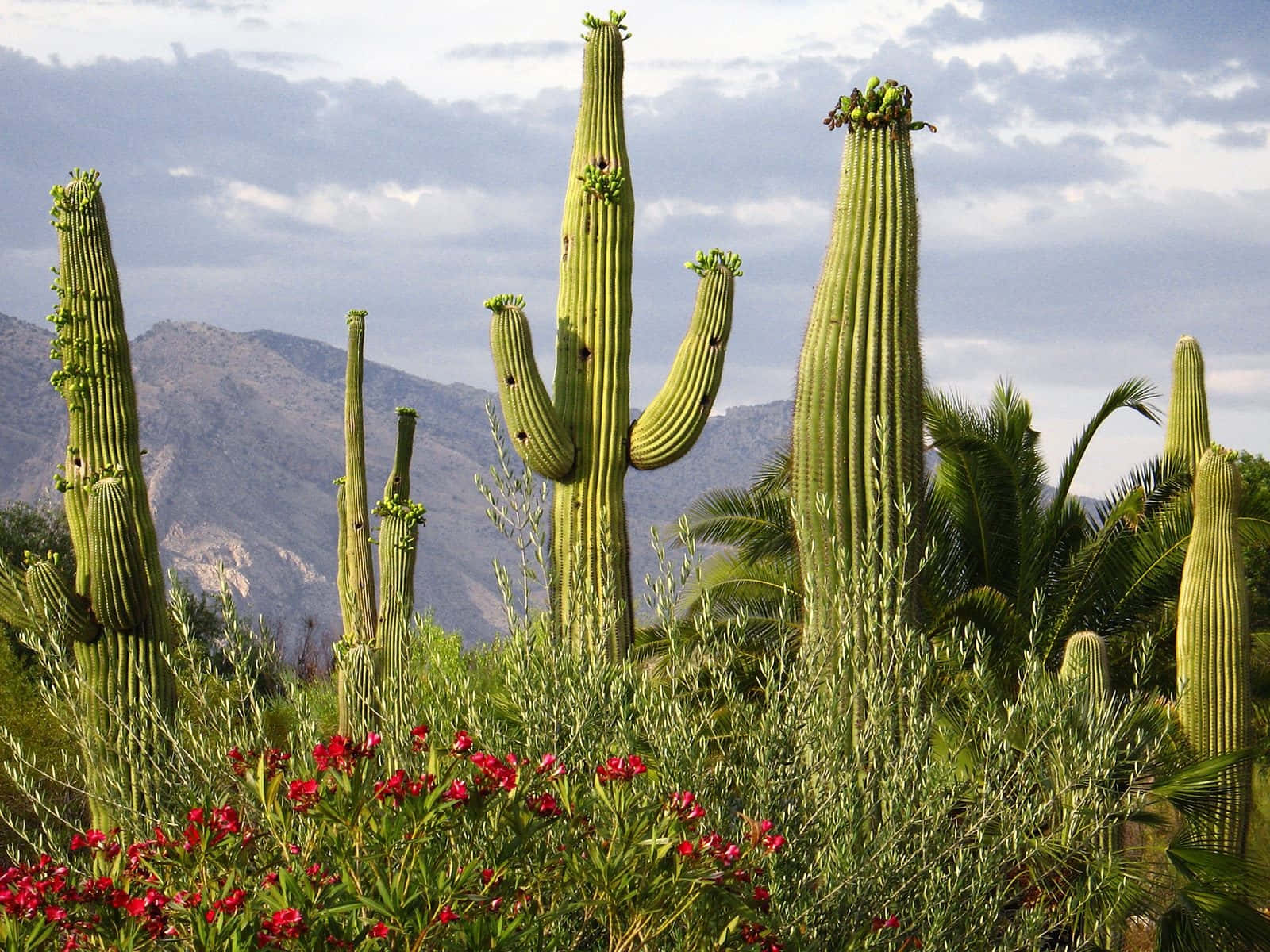 Saguaro_ Cactus_ Landscape.jpg Background