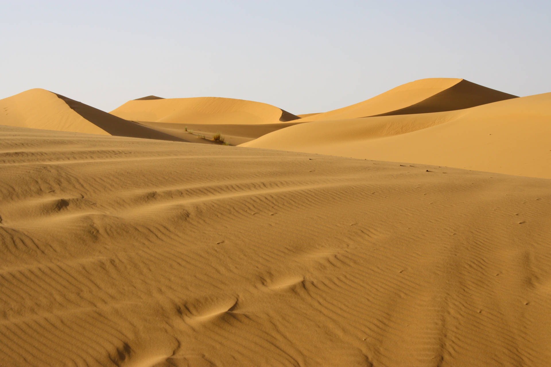 Sahara Desert Main Attraction