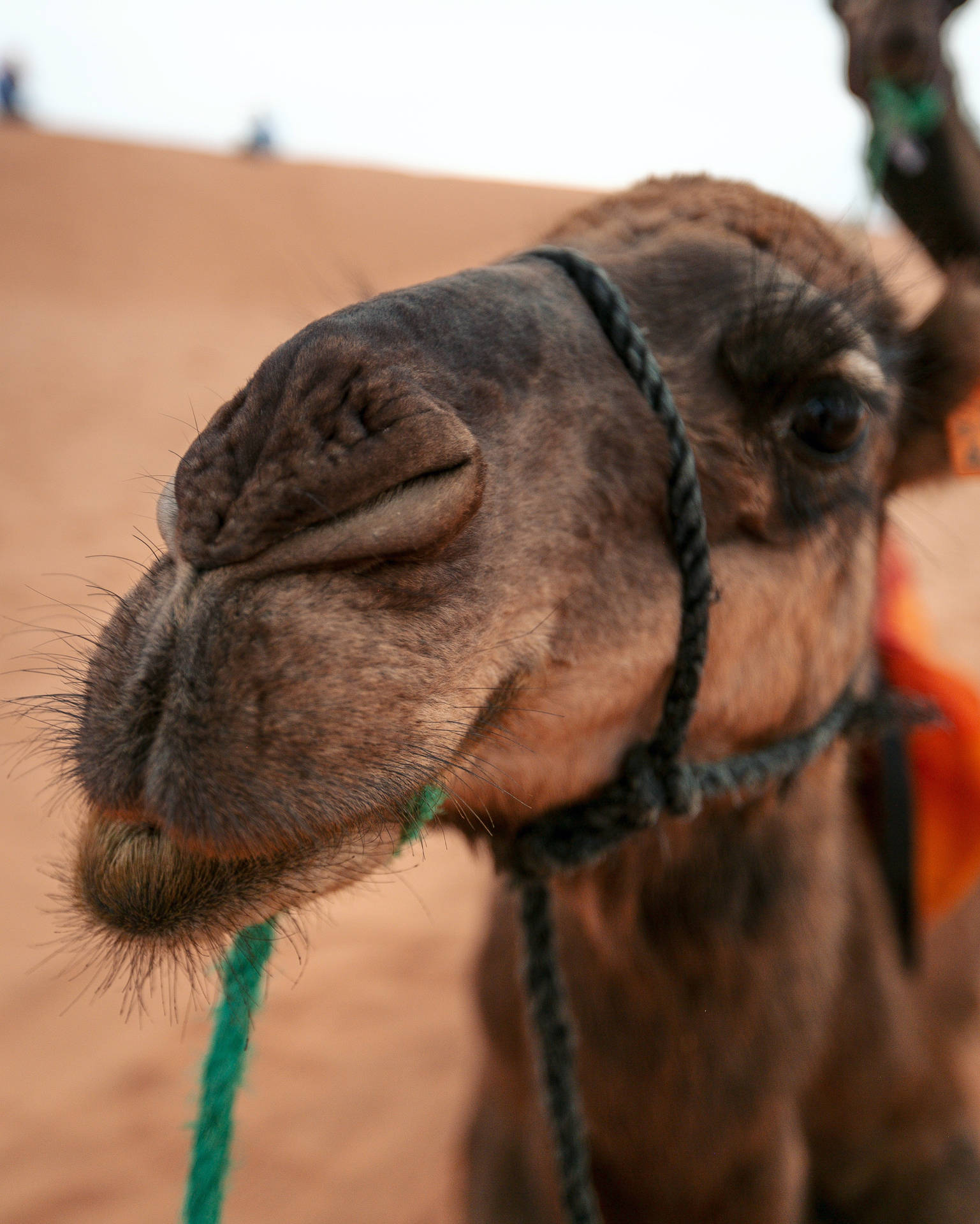 Sahara's Camel Close-up Shot