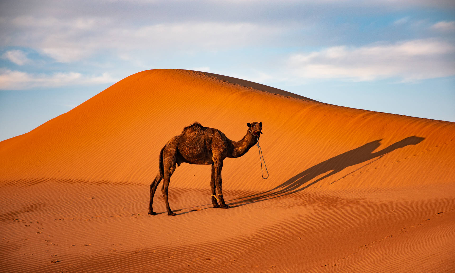 Sahara's Lone Camel Background
