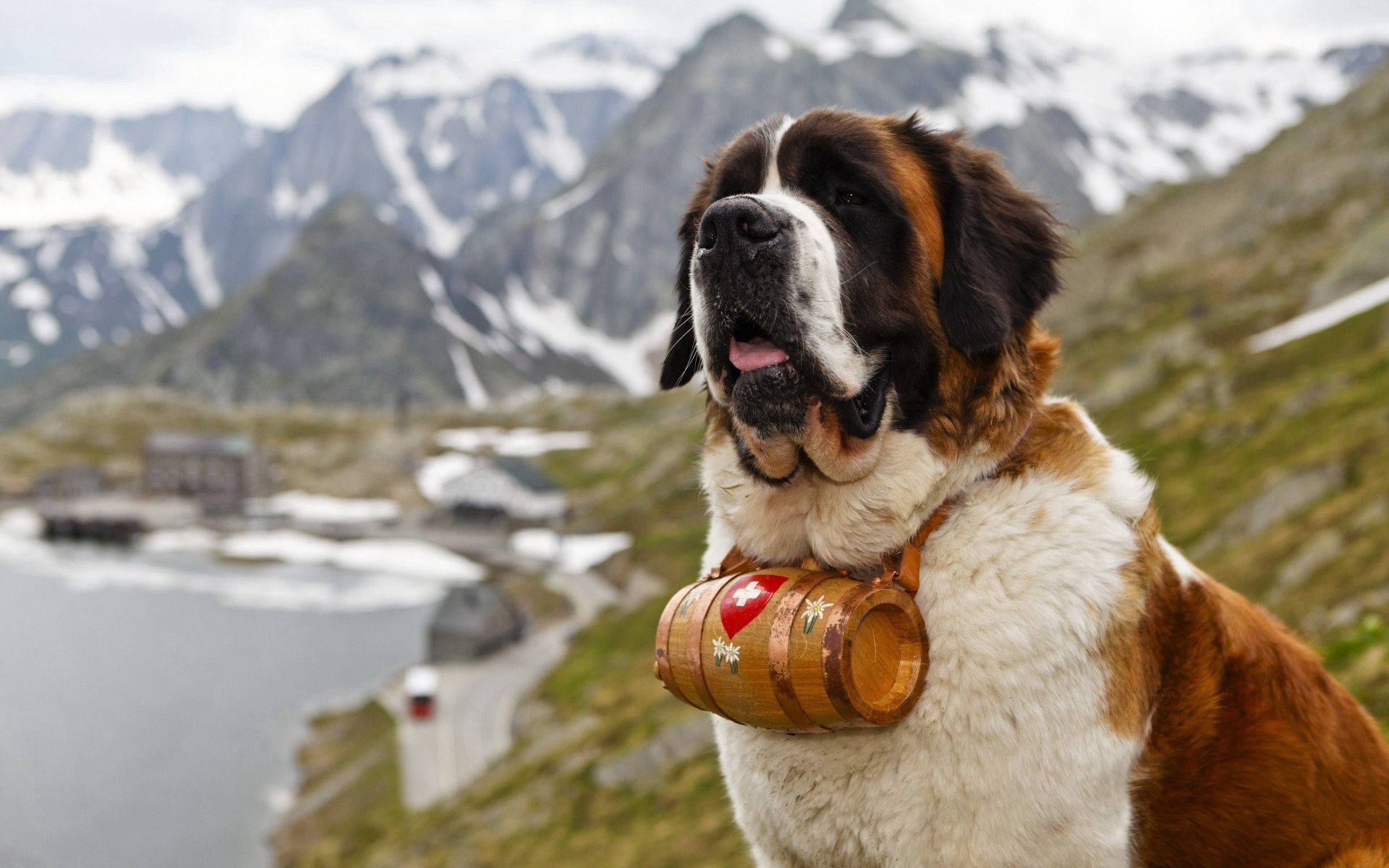 Saint Bernard Dog With Barrel Muzzle Background