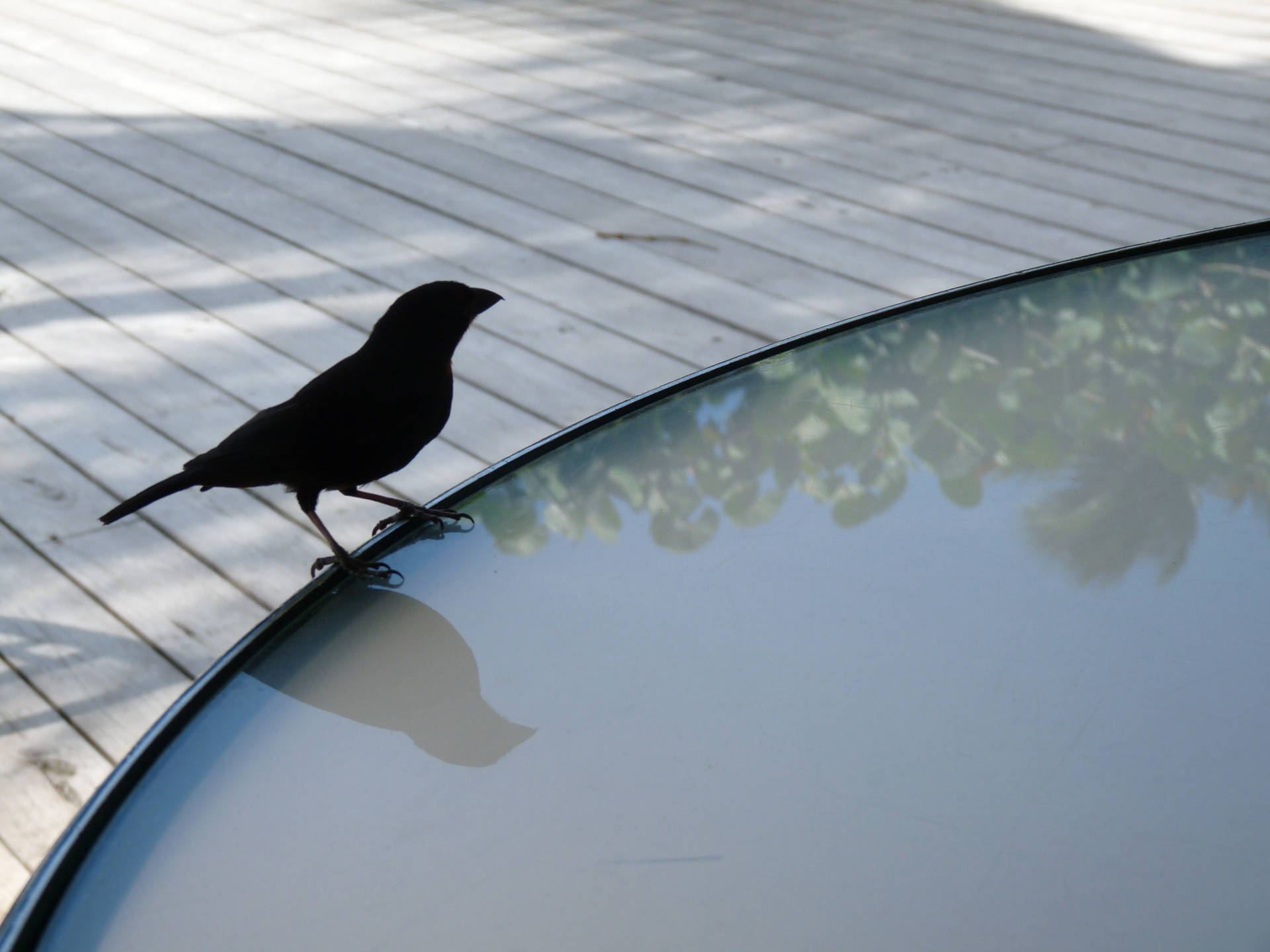 Saint Lucia Black Finch Background