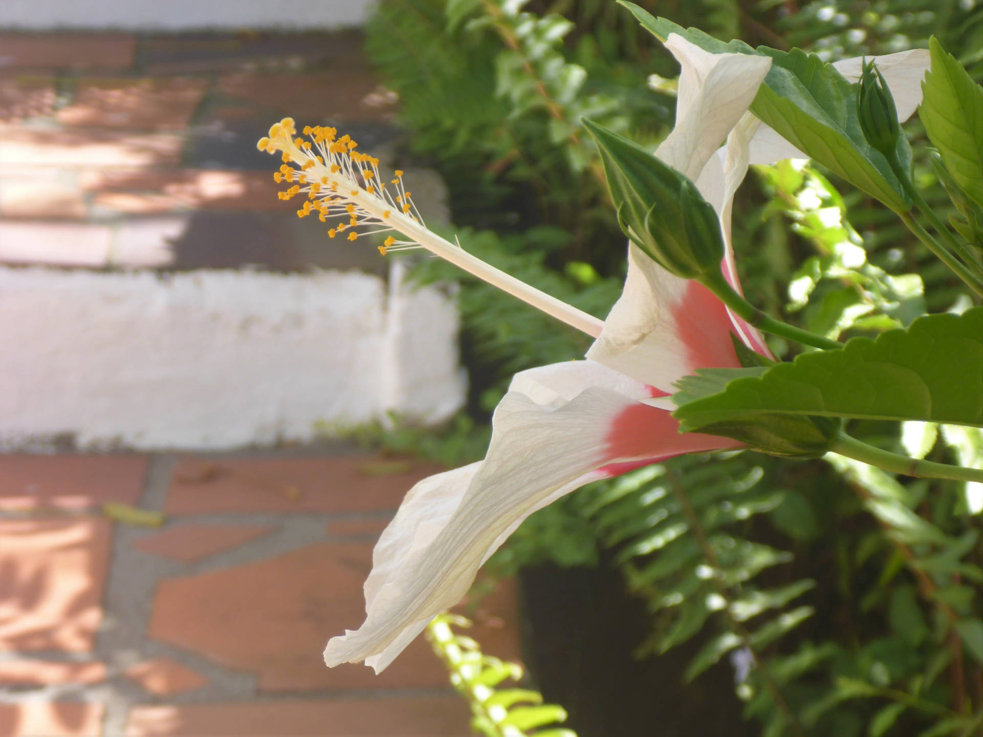 Saint Lucia Hibiscus Of Gros Islet Background