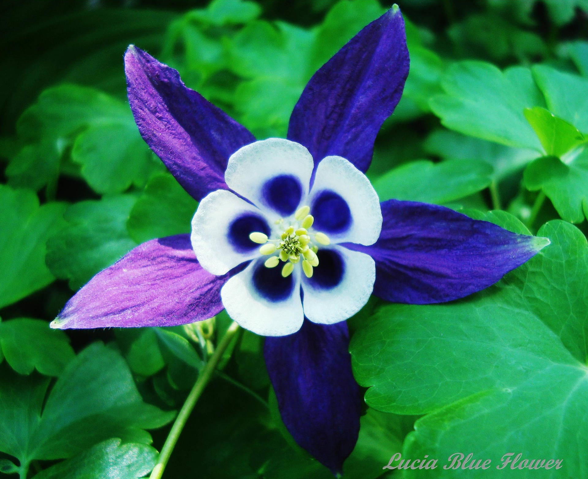 Saint Lucia Native Lucia Blue Flower Background