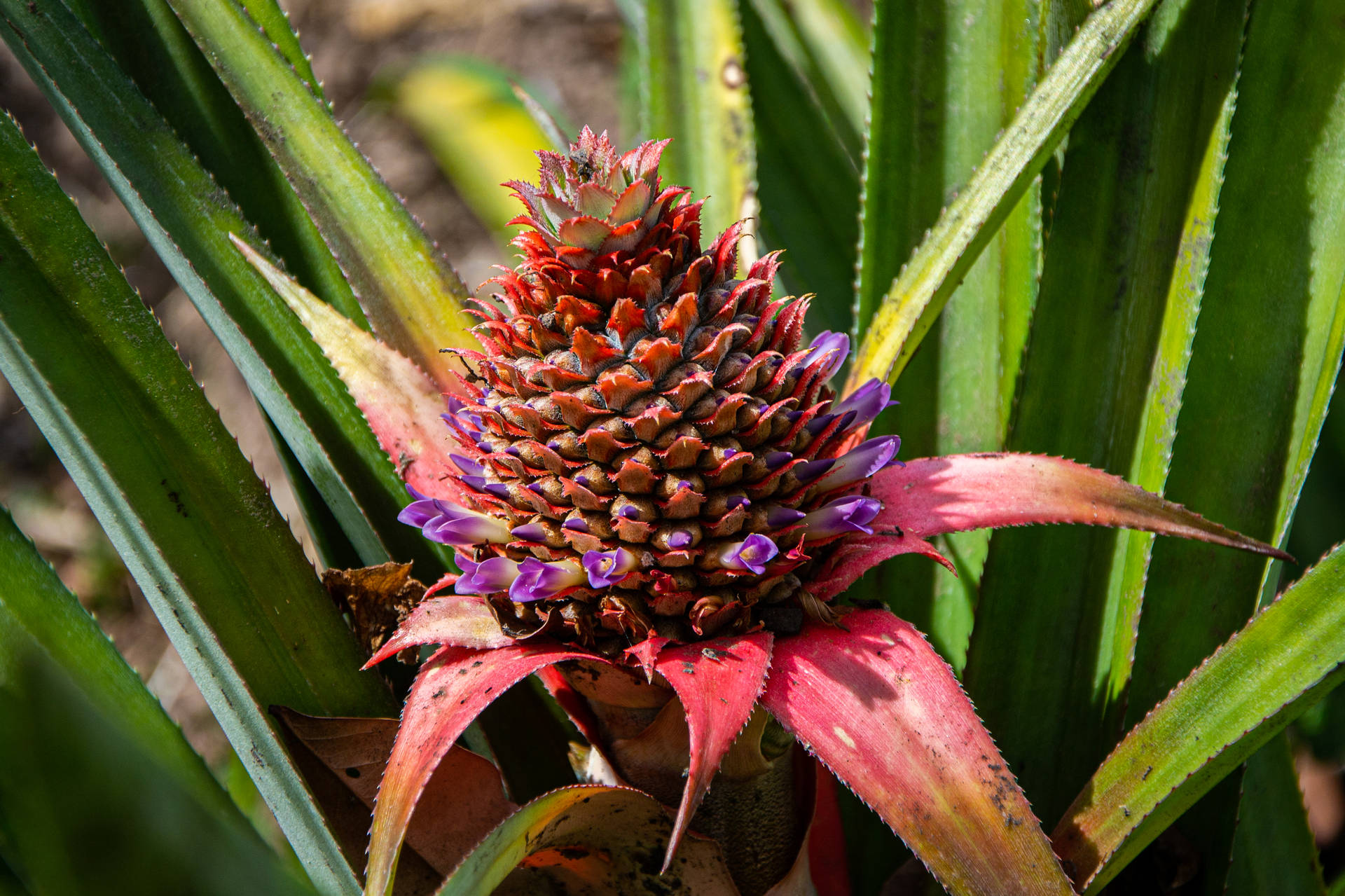 Saint Lucia Pineapple Variety Background