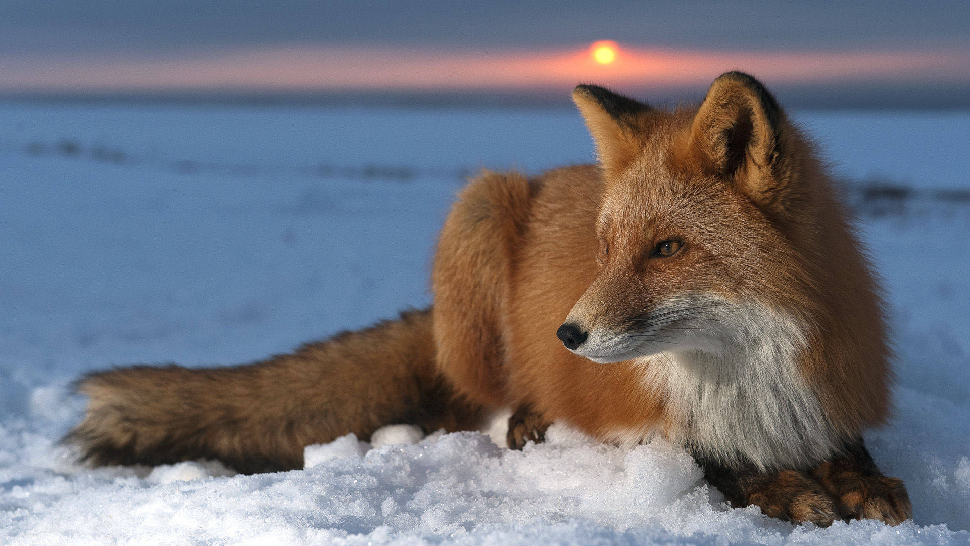 Sakhalin Fox Animal On Snow Background