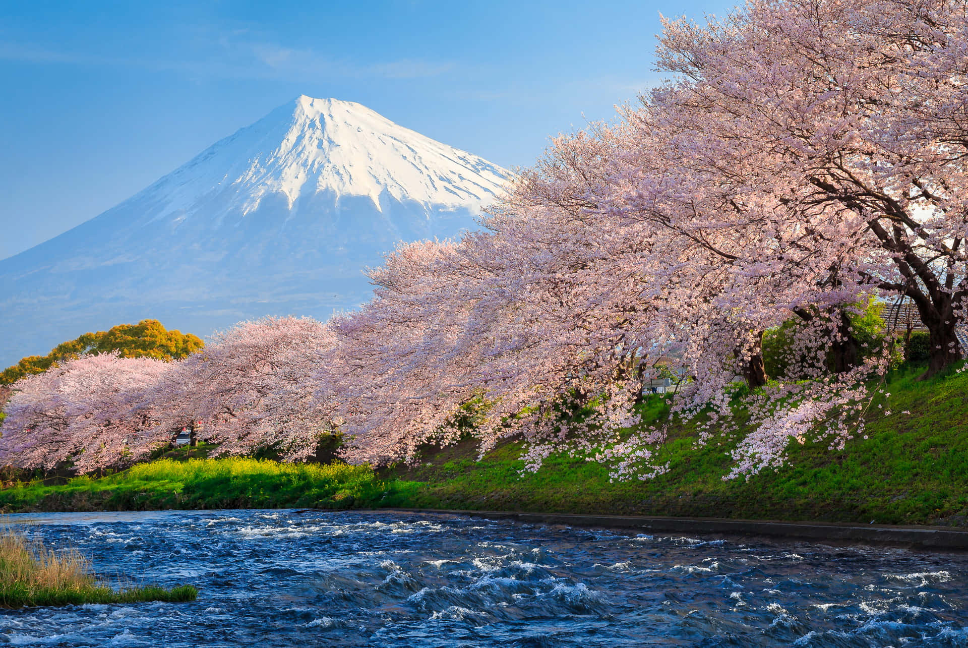 Sakura And Mount Fuji In Japan Background