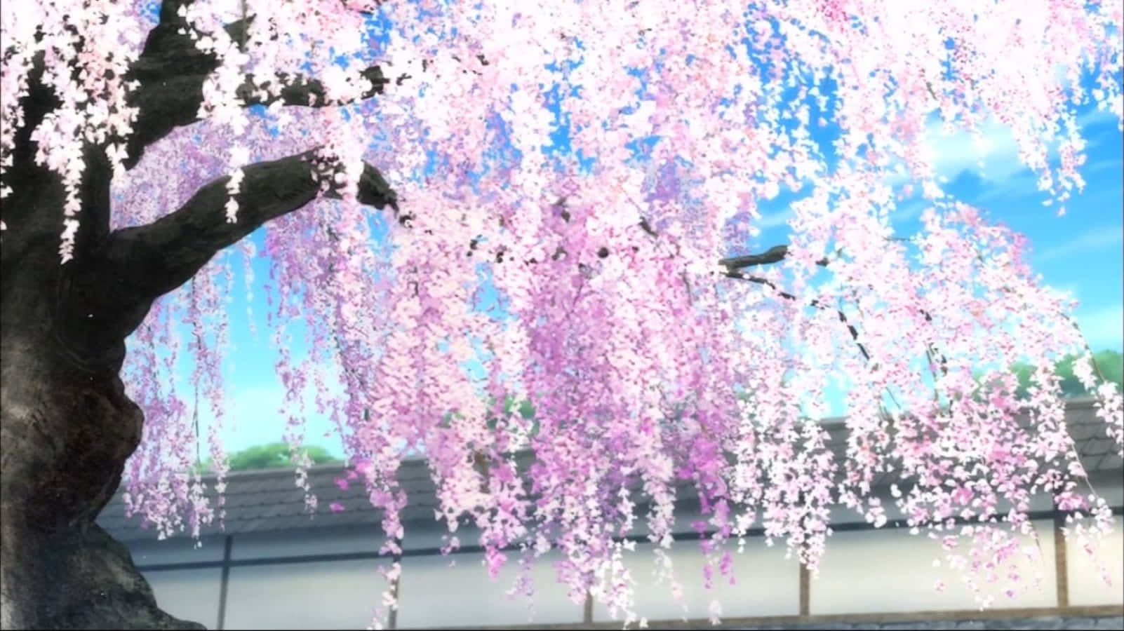 Sakura Anime Cherry Blossom Tree Illustration Background