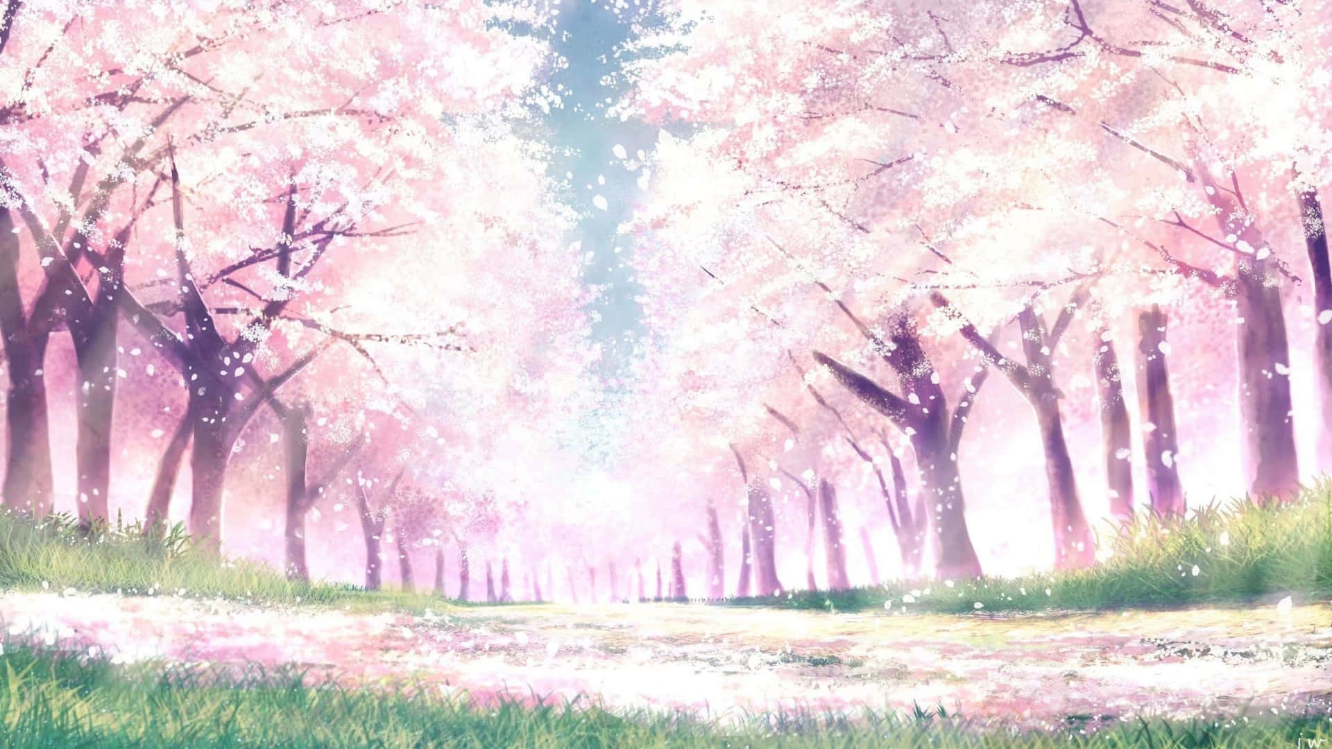 Sakura Anime Landscape Low Angle Shot