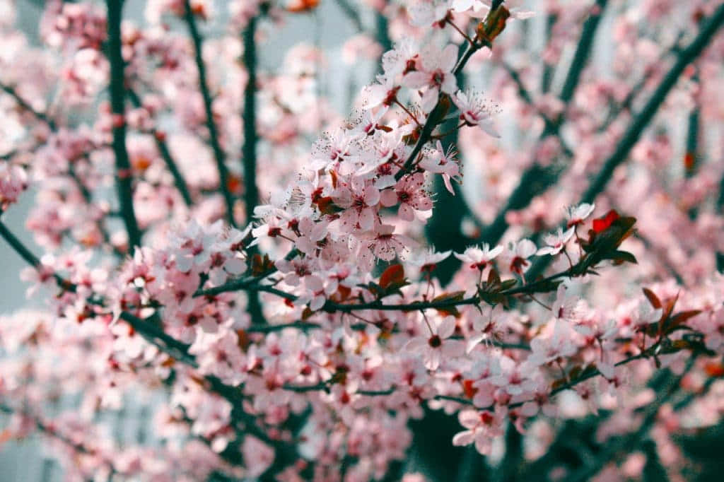 Sakura Blooms Bring Vibrant Color To Spring. Background