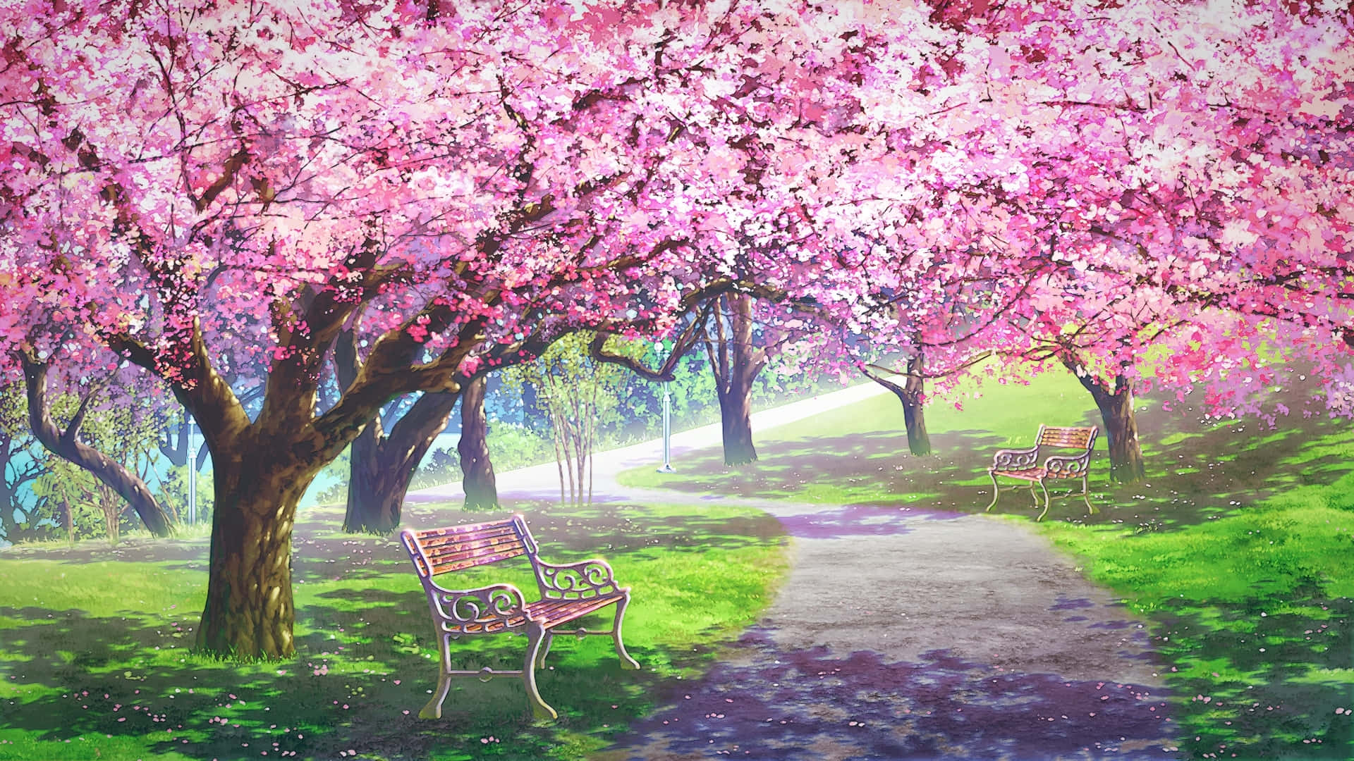 Sakura Blossom Park Scene Background