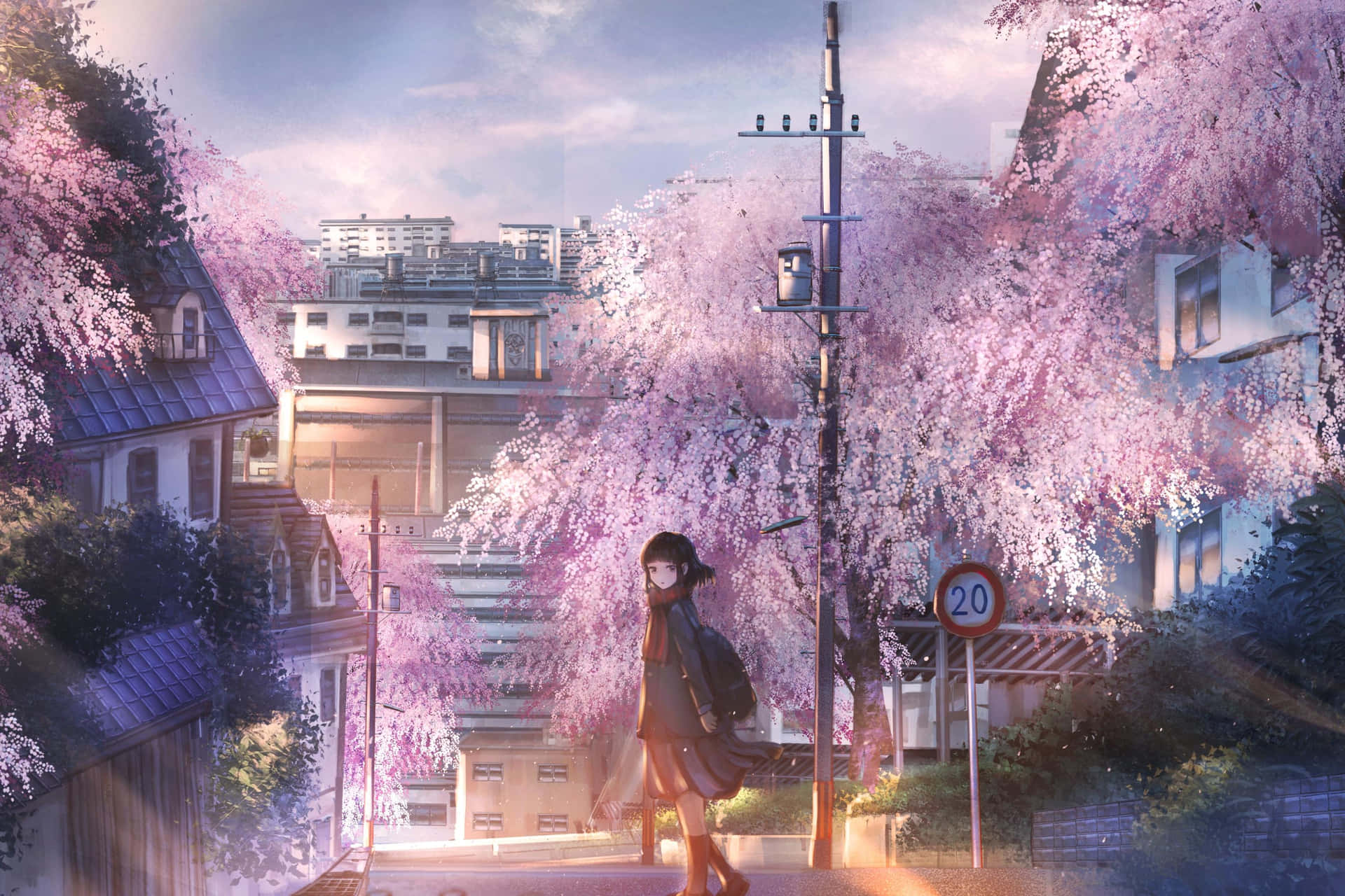 Sakura Blossom Urban Stroll Background