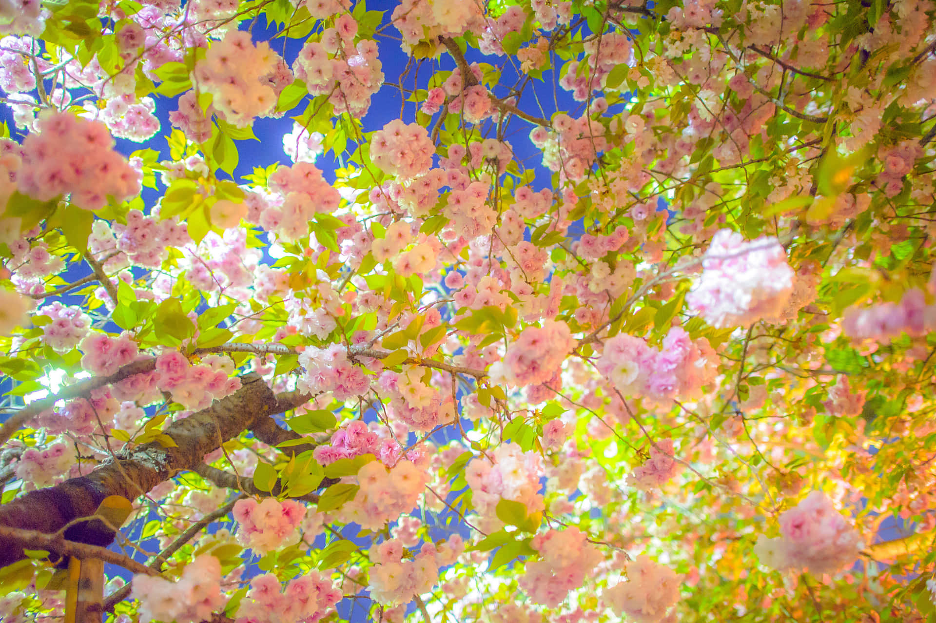 Sakura_ Blossoms_ Against_ Blue_ Sky Background