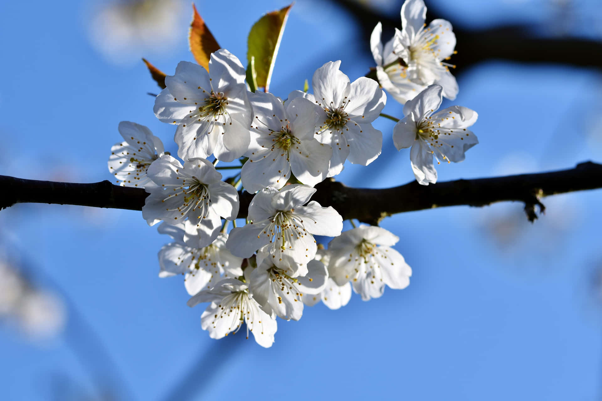 Sakura Blossoms Against Blue Sky