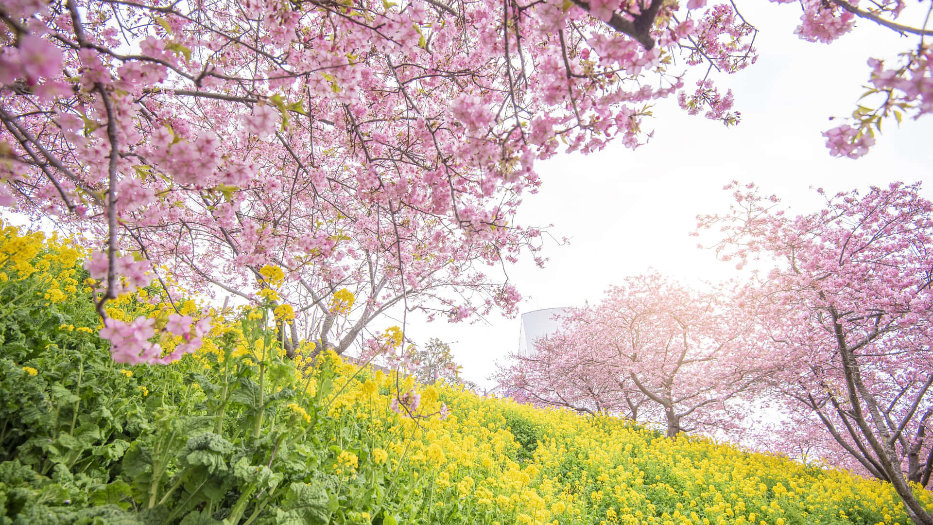 Sakura_ Blossoms_and_ Yellow_ Flowers_ Landscape