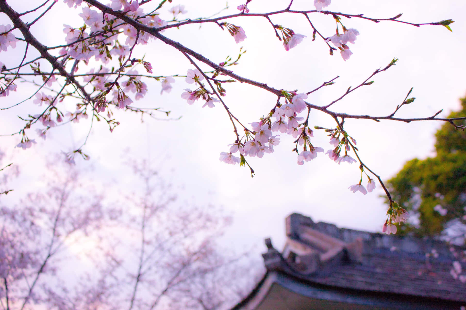 Sakura_ Blossoms_ Over_ Traditional_ Roof Background