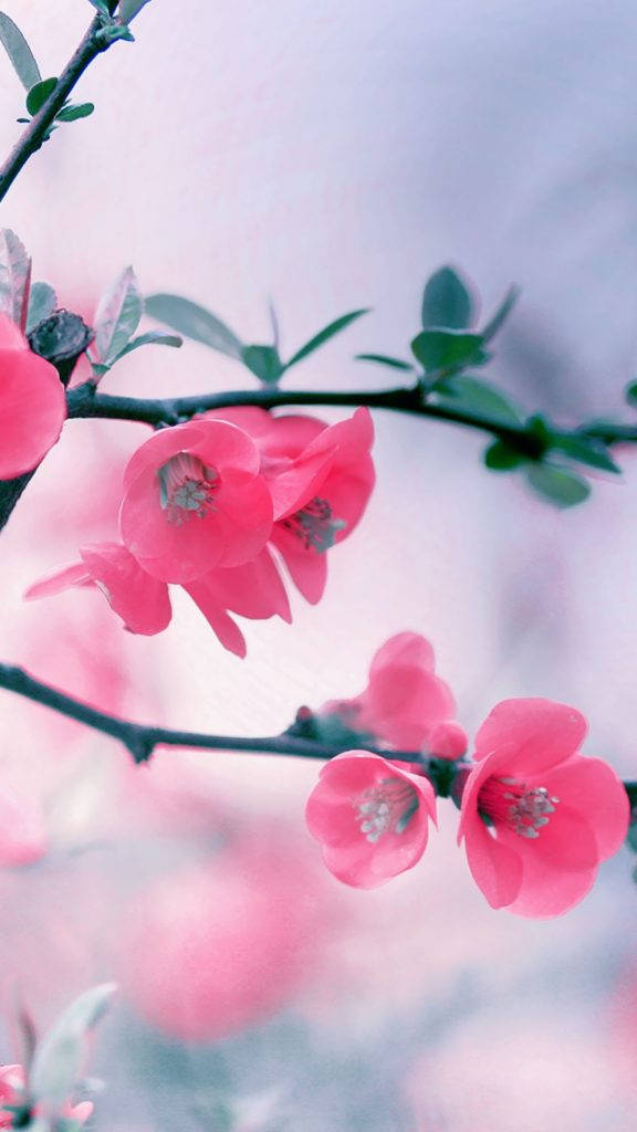 Sakura Blossoms Pink Iphone Background