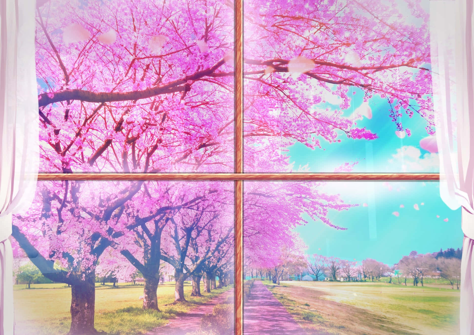 Sakura Blossoms Through Window Background