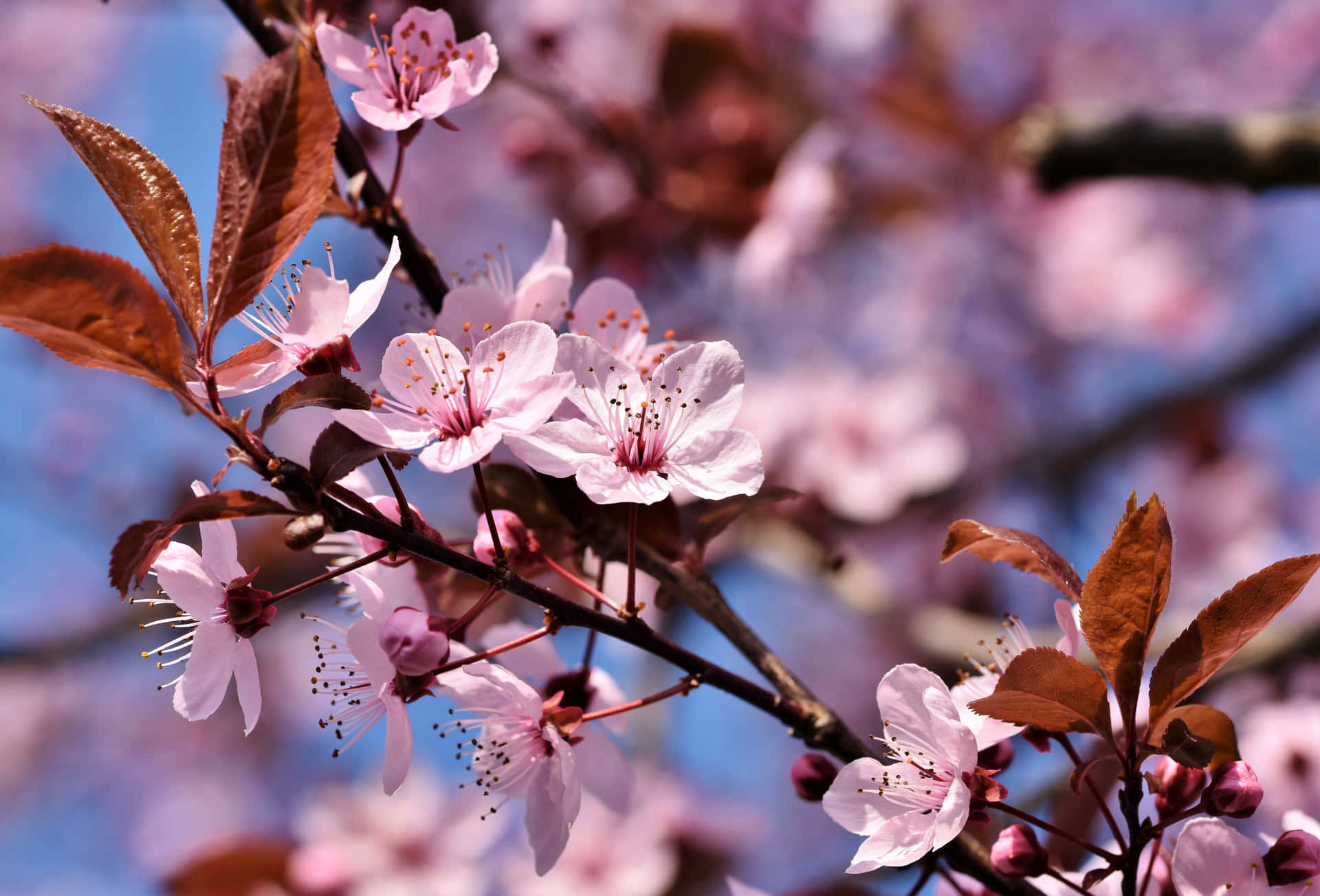 Sakura Blossomsin Springtime Background