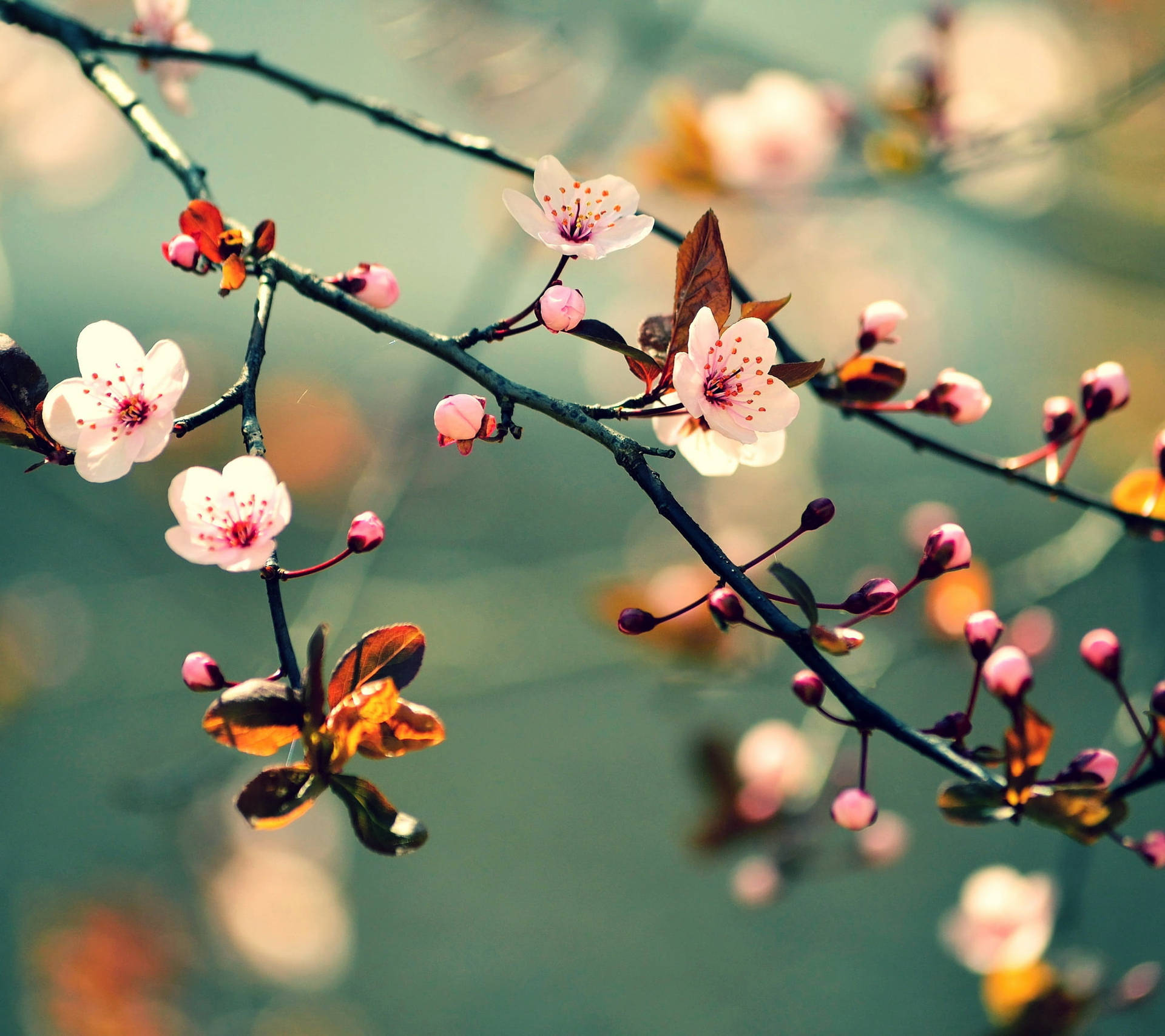 Sakura Cherry Blossom Flowers
