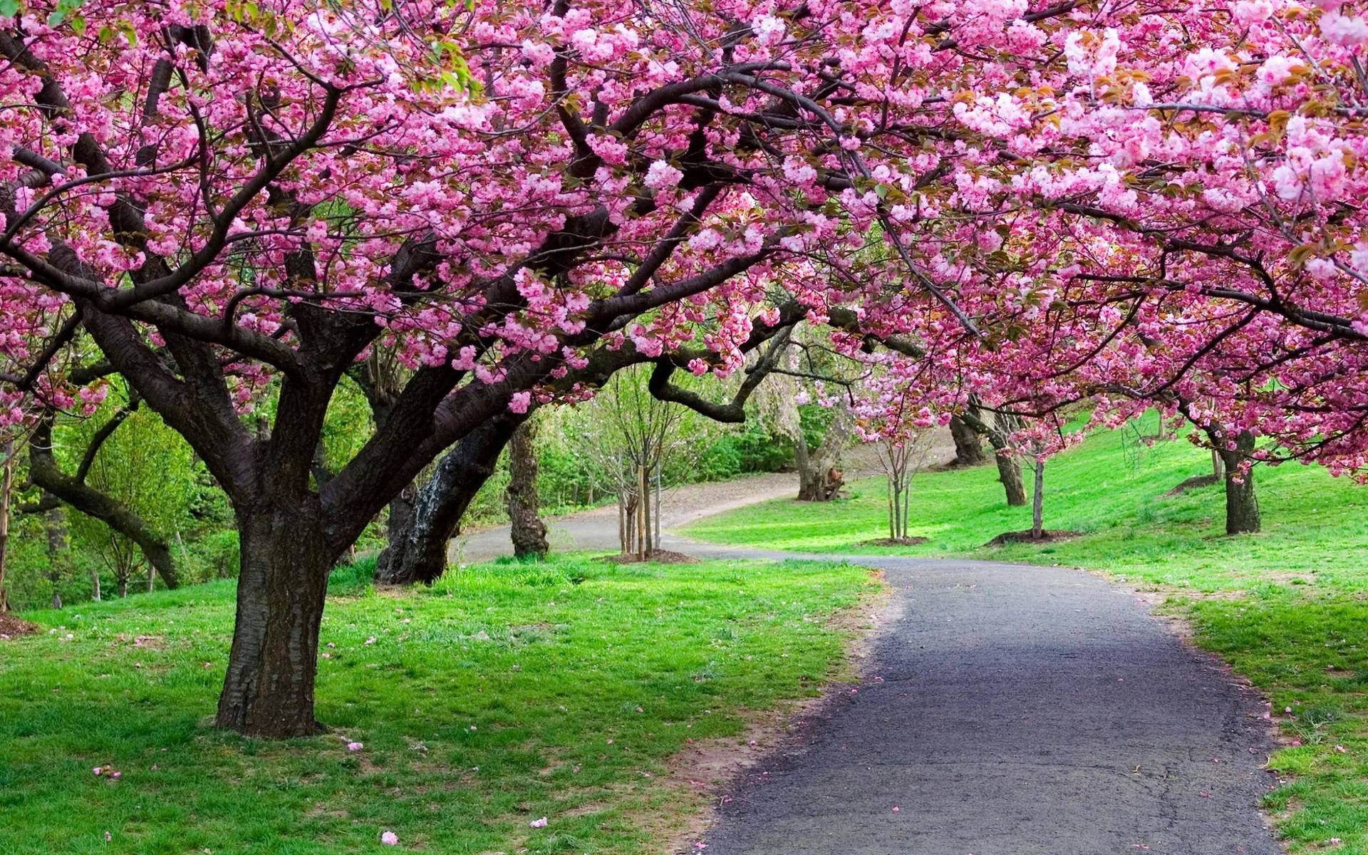 Sakura Flower Tree Path Background