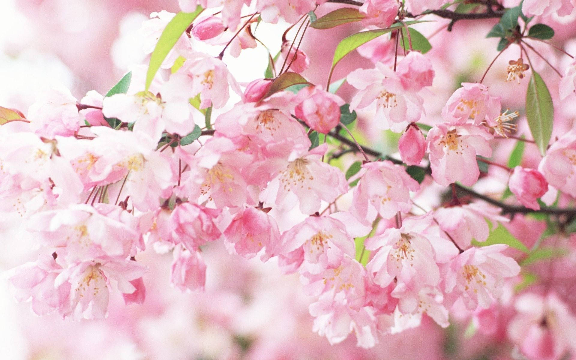 Sakura Flowers And Leaves Background