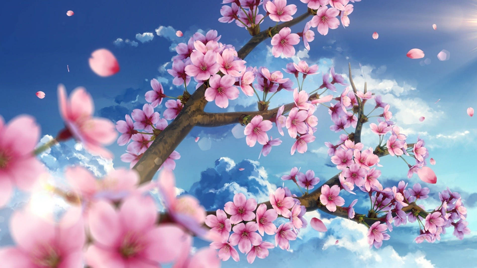 Sakura Flowers In Sky Background