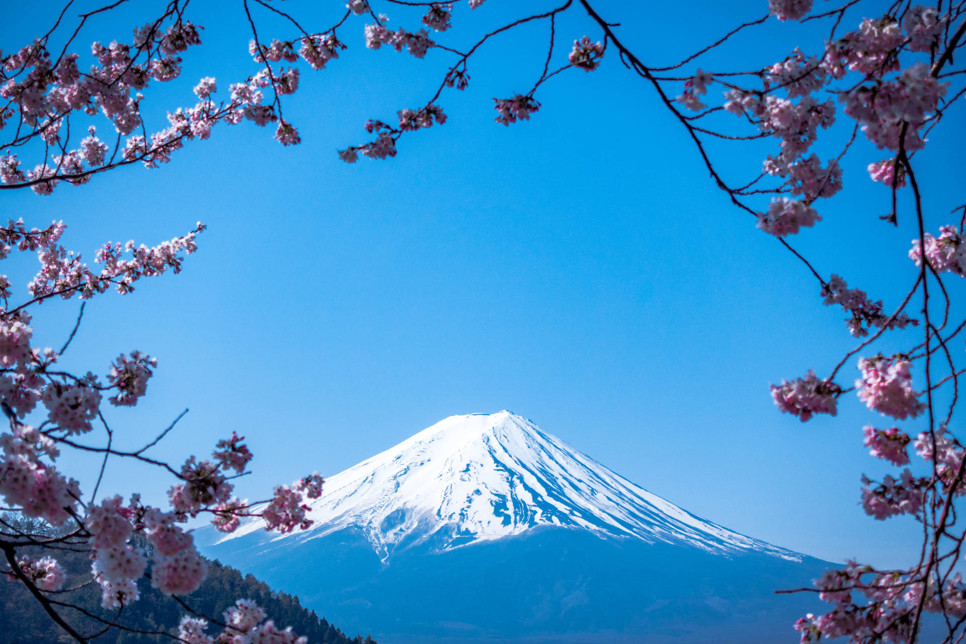Sakura Mount Fuji Japan Background