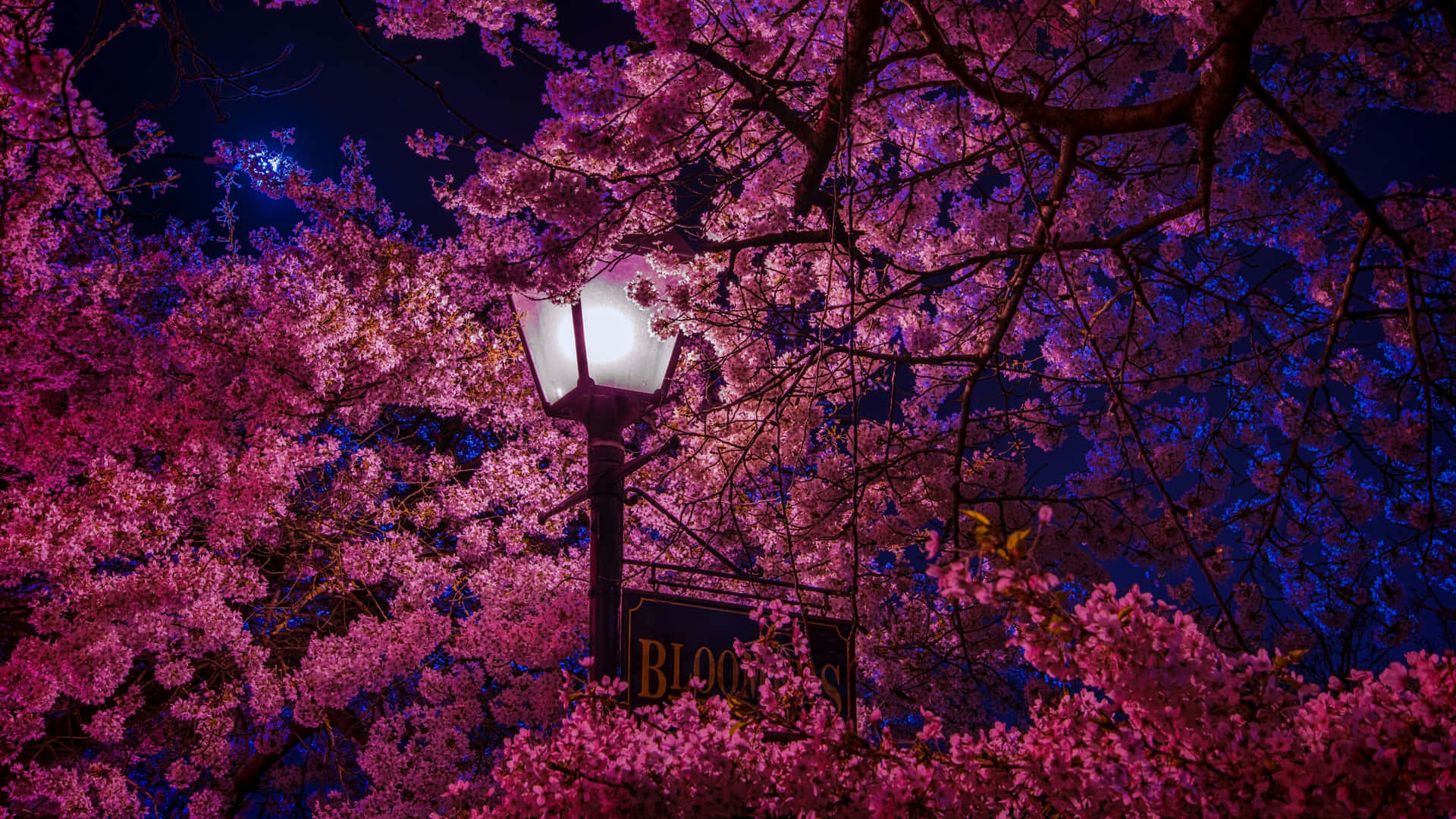 Sakura Night Glow.jpg