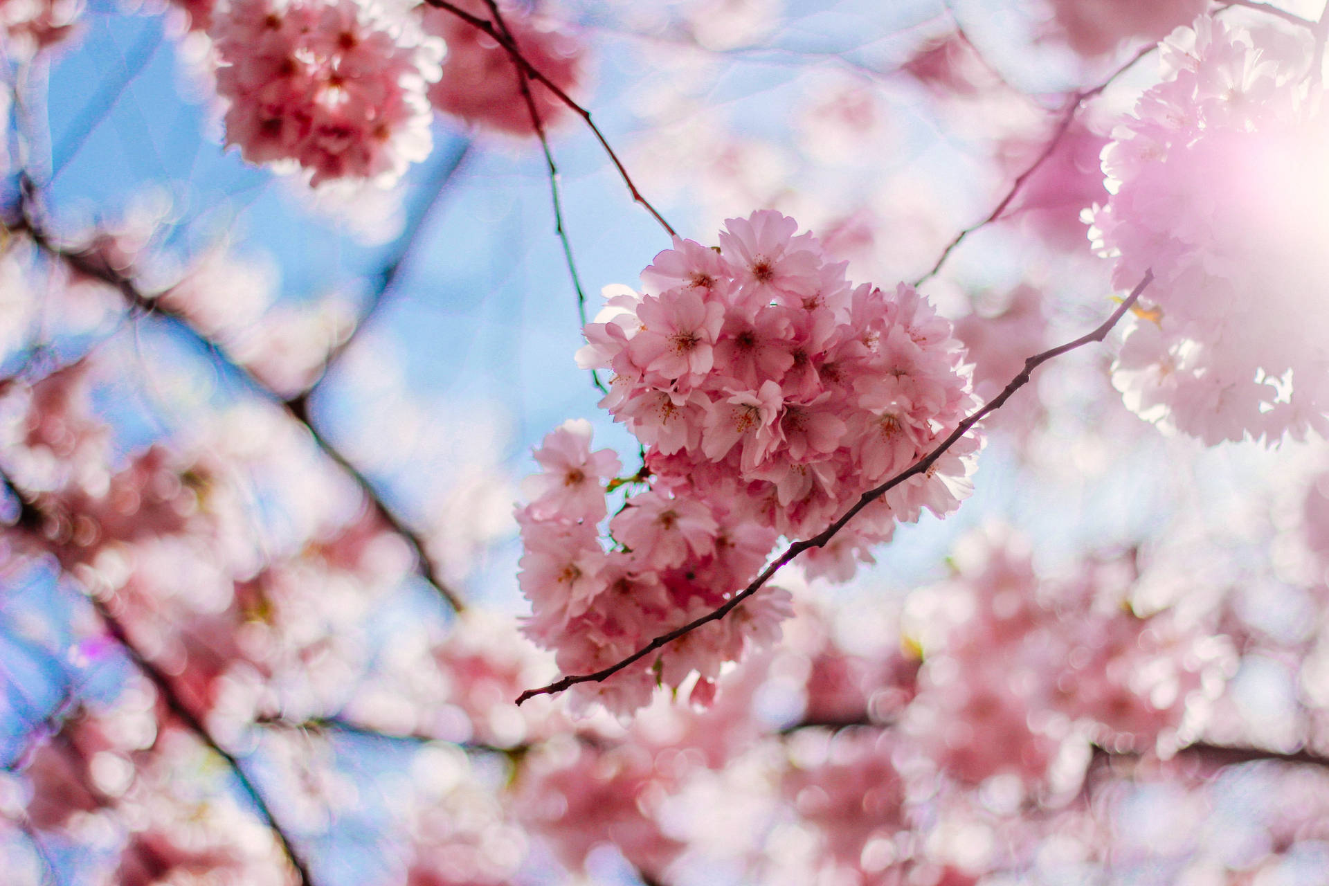 Sakura Pink Flowers Aesthetic Background